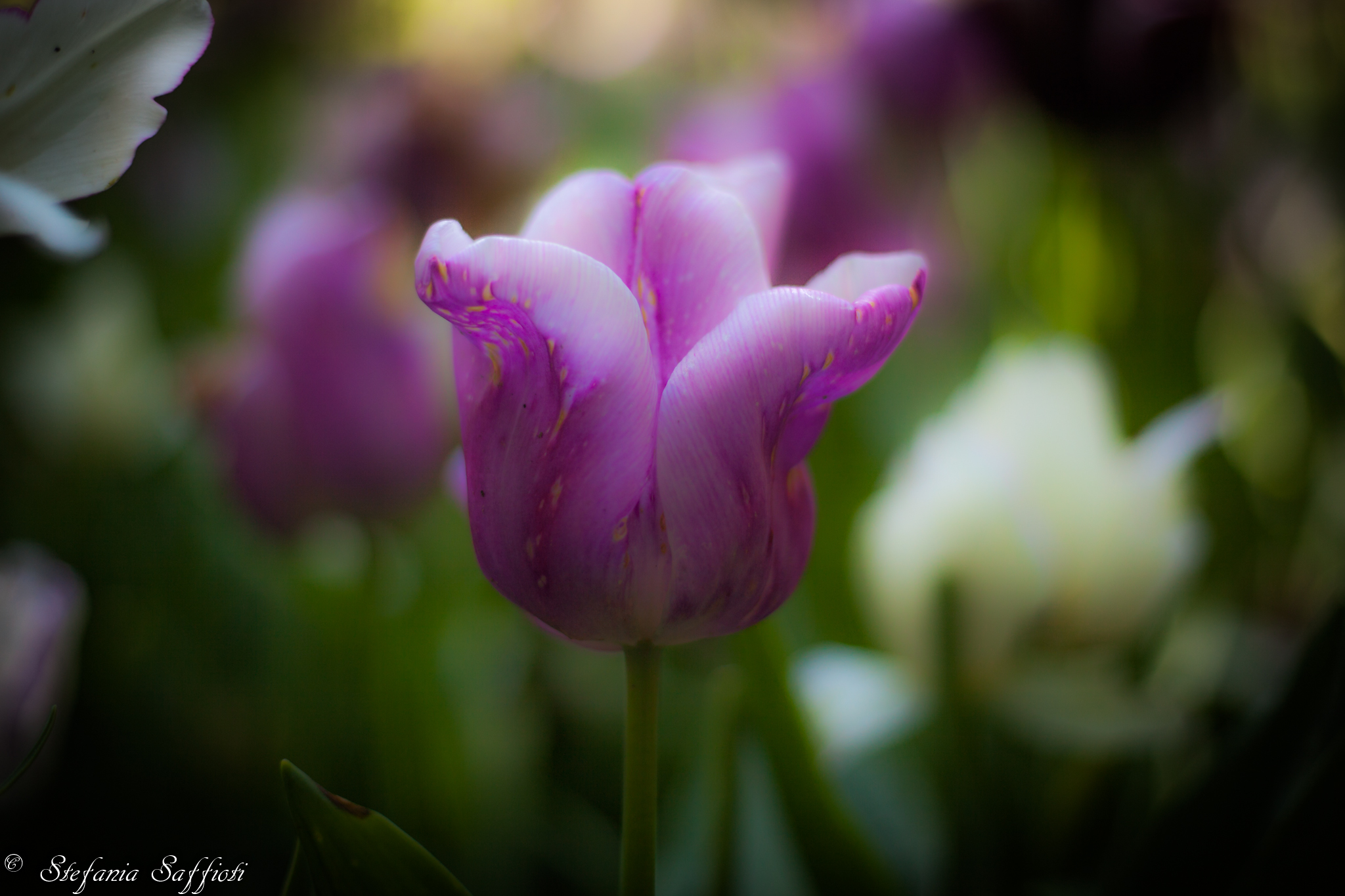 Tulips