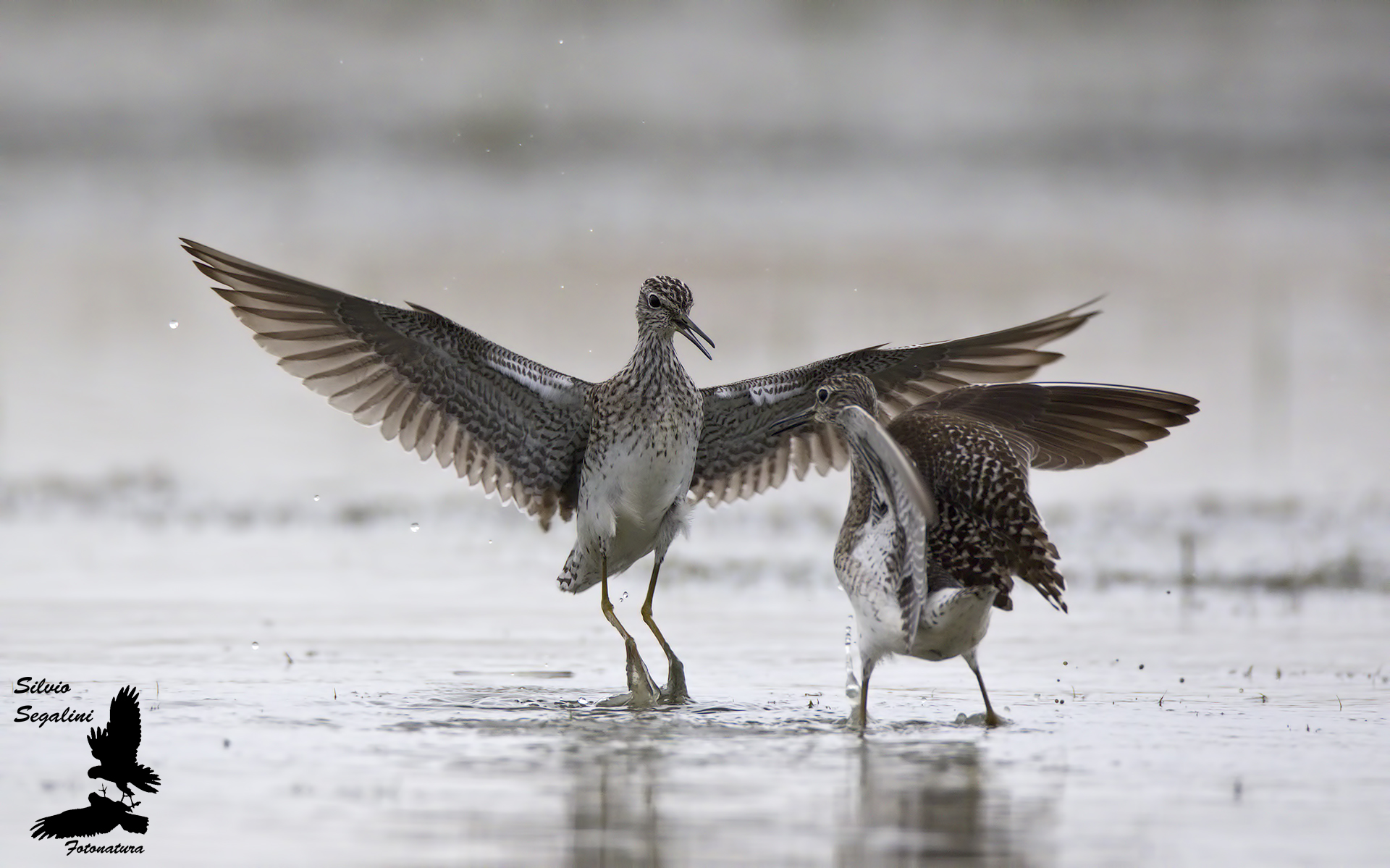 piri piri boscherecci