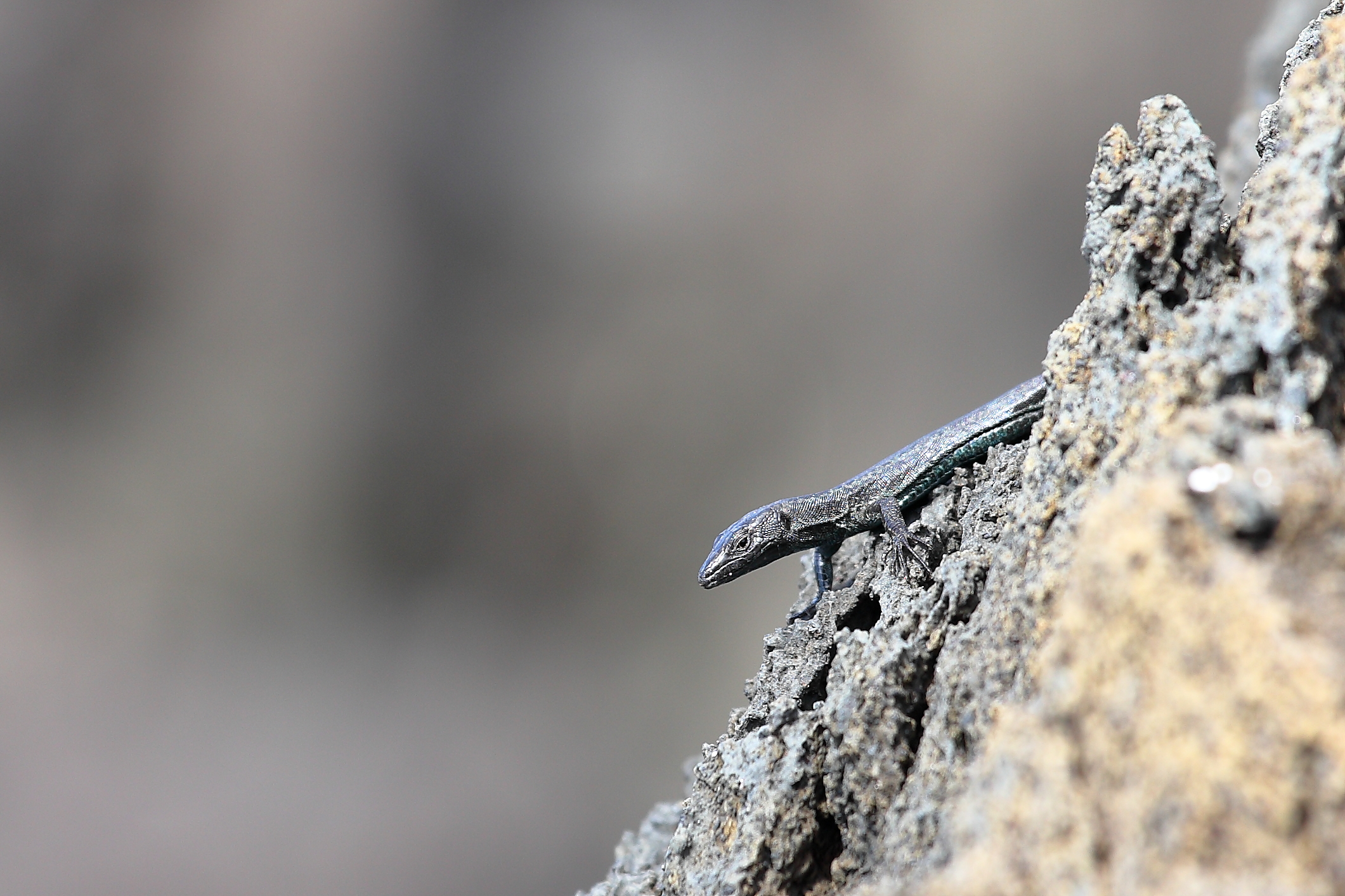 Black lava lizard