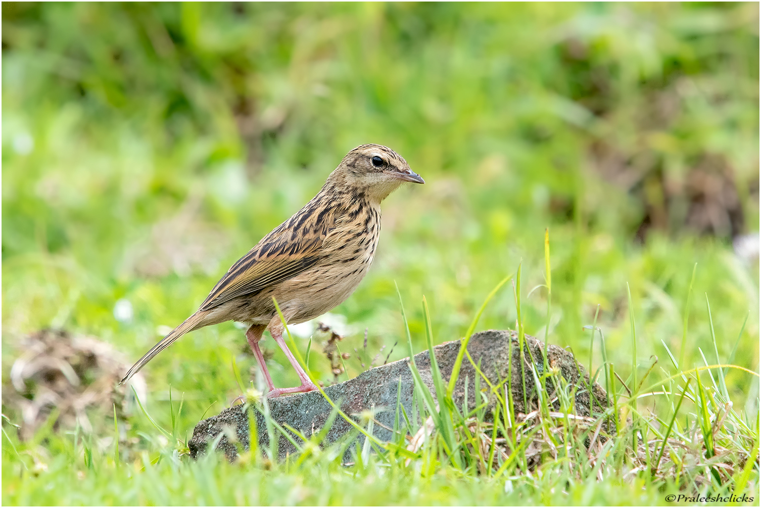 Nilgiri Pipit