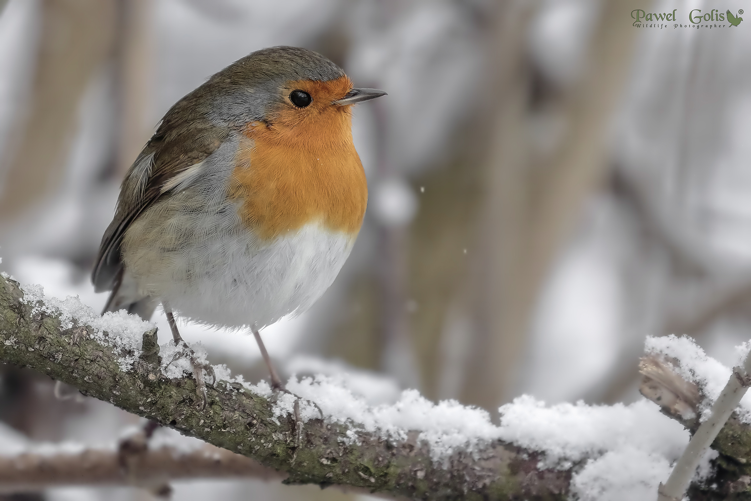 European robin (Erithacus rubecula)