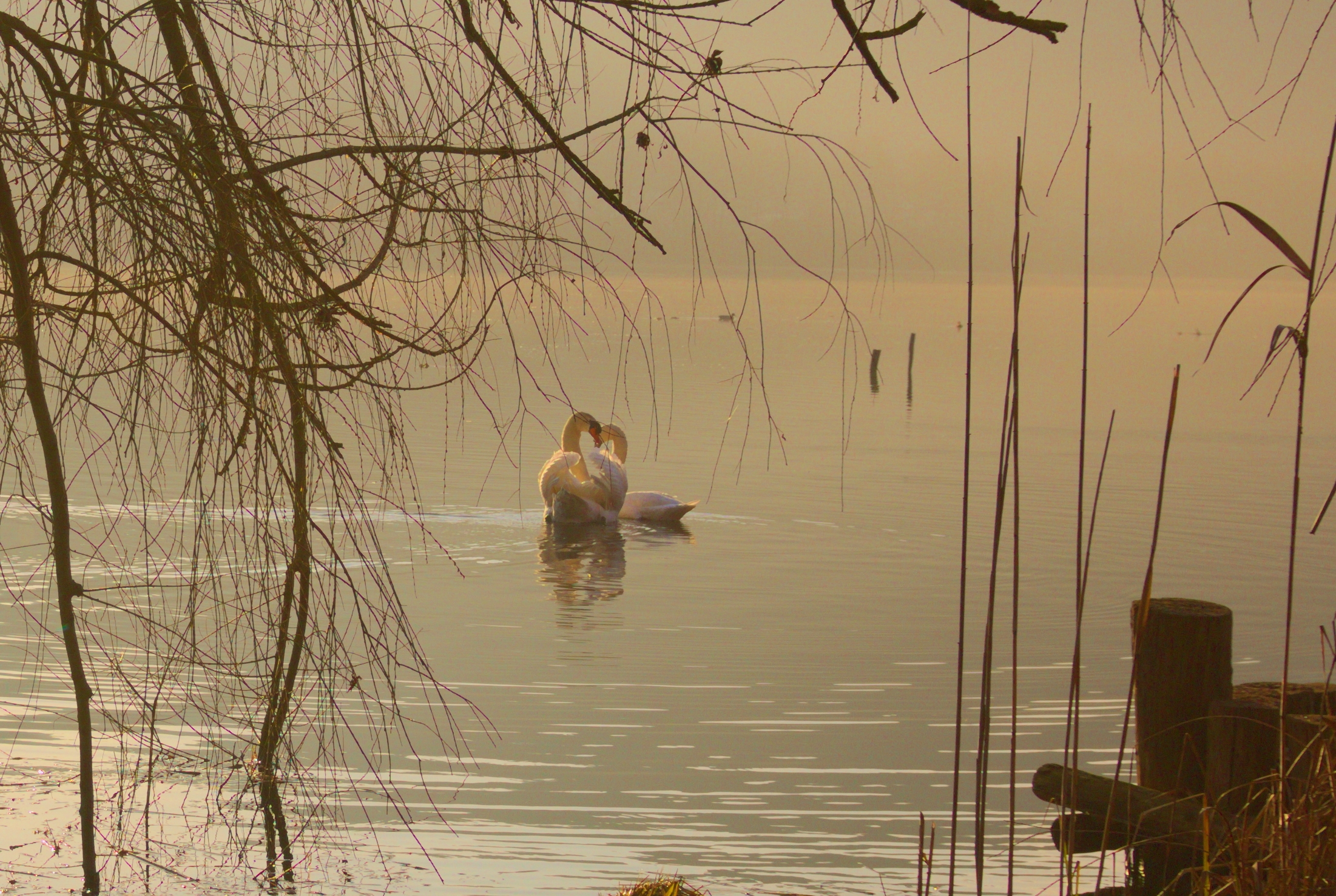 Valentine's Day for them ... continues
