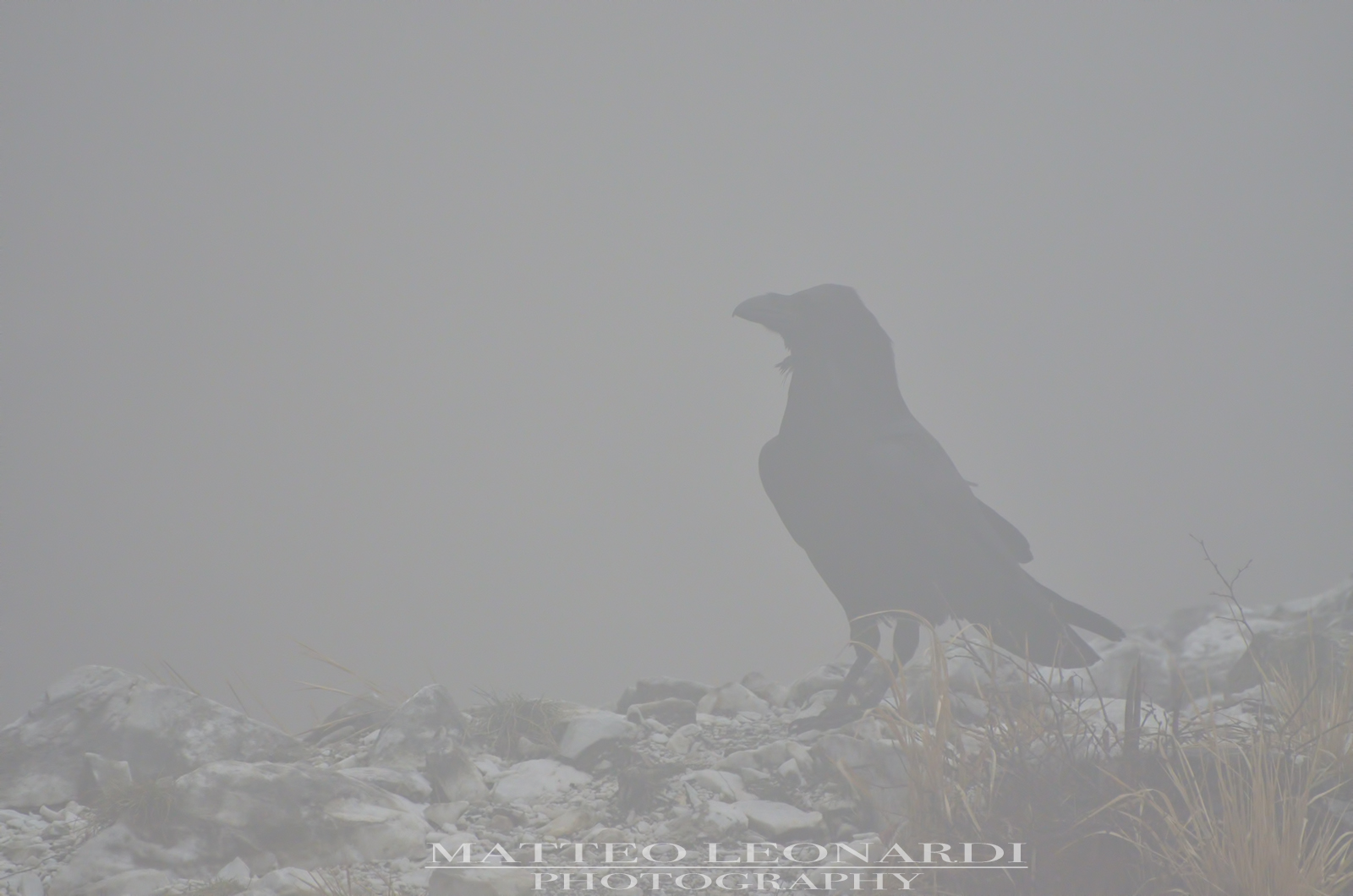 Corvo Imperiale - Wrapped in the fog - Apuan Alps