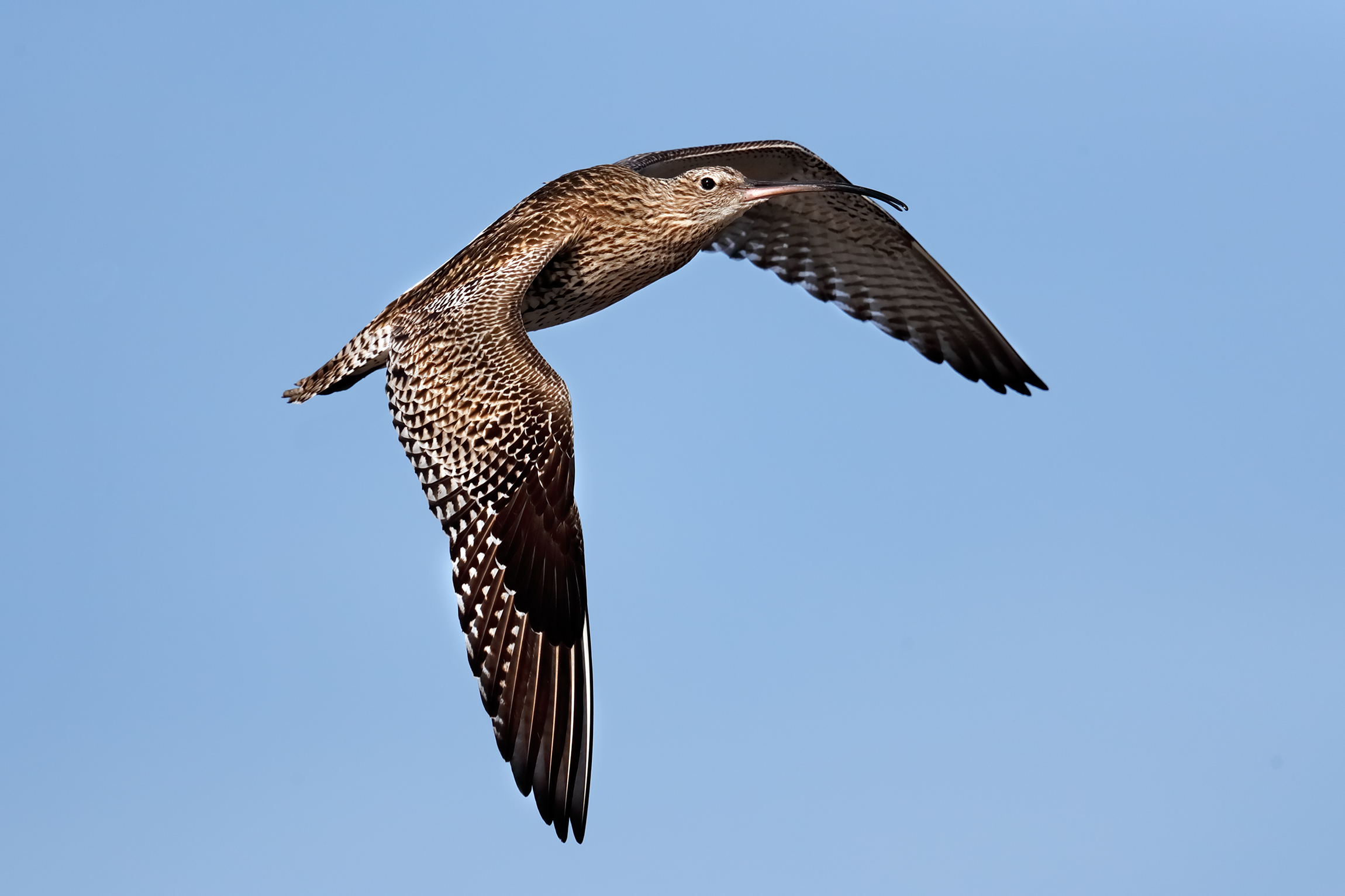Curlew