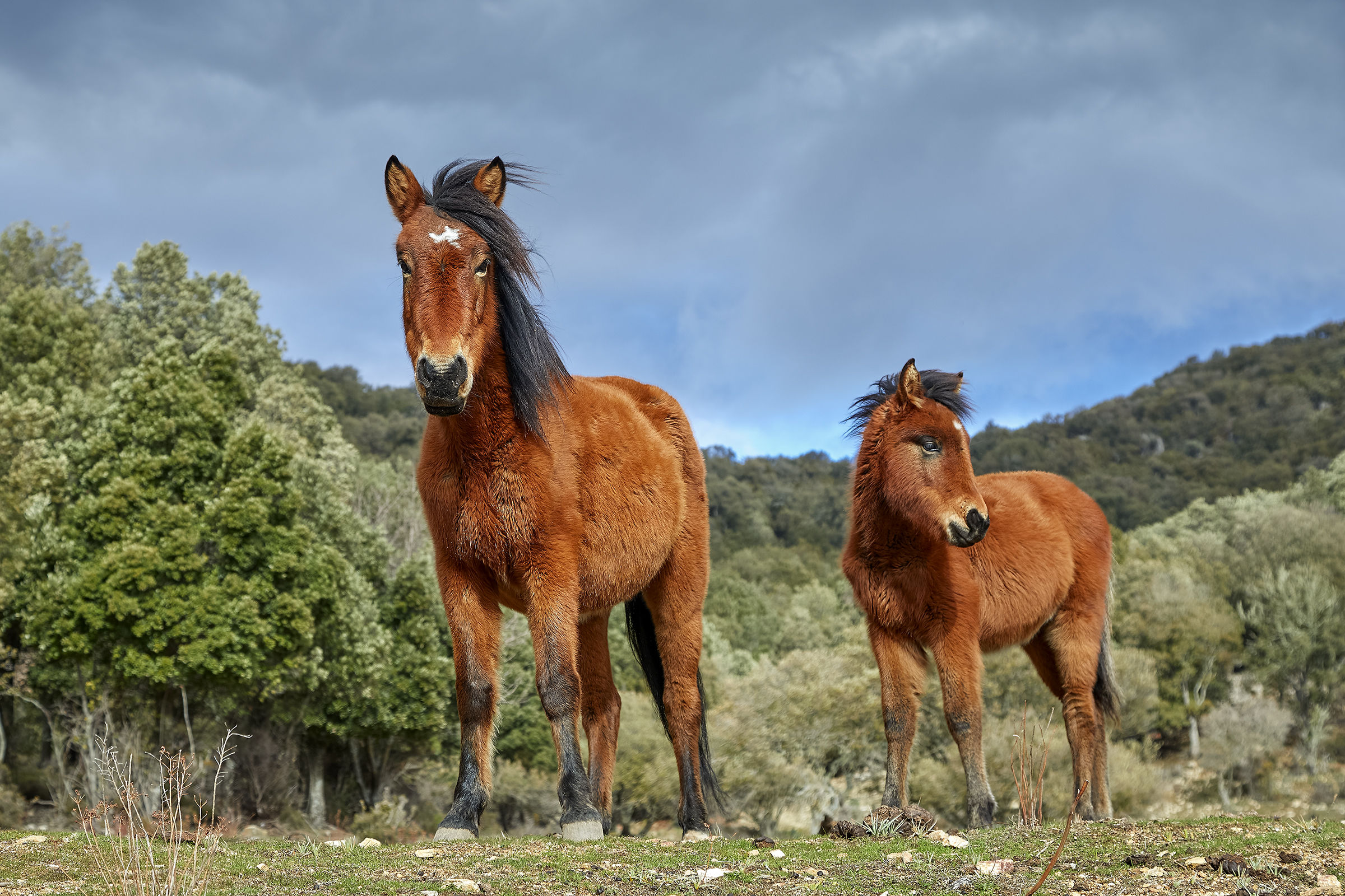 Martina's little horses