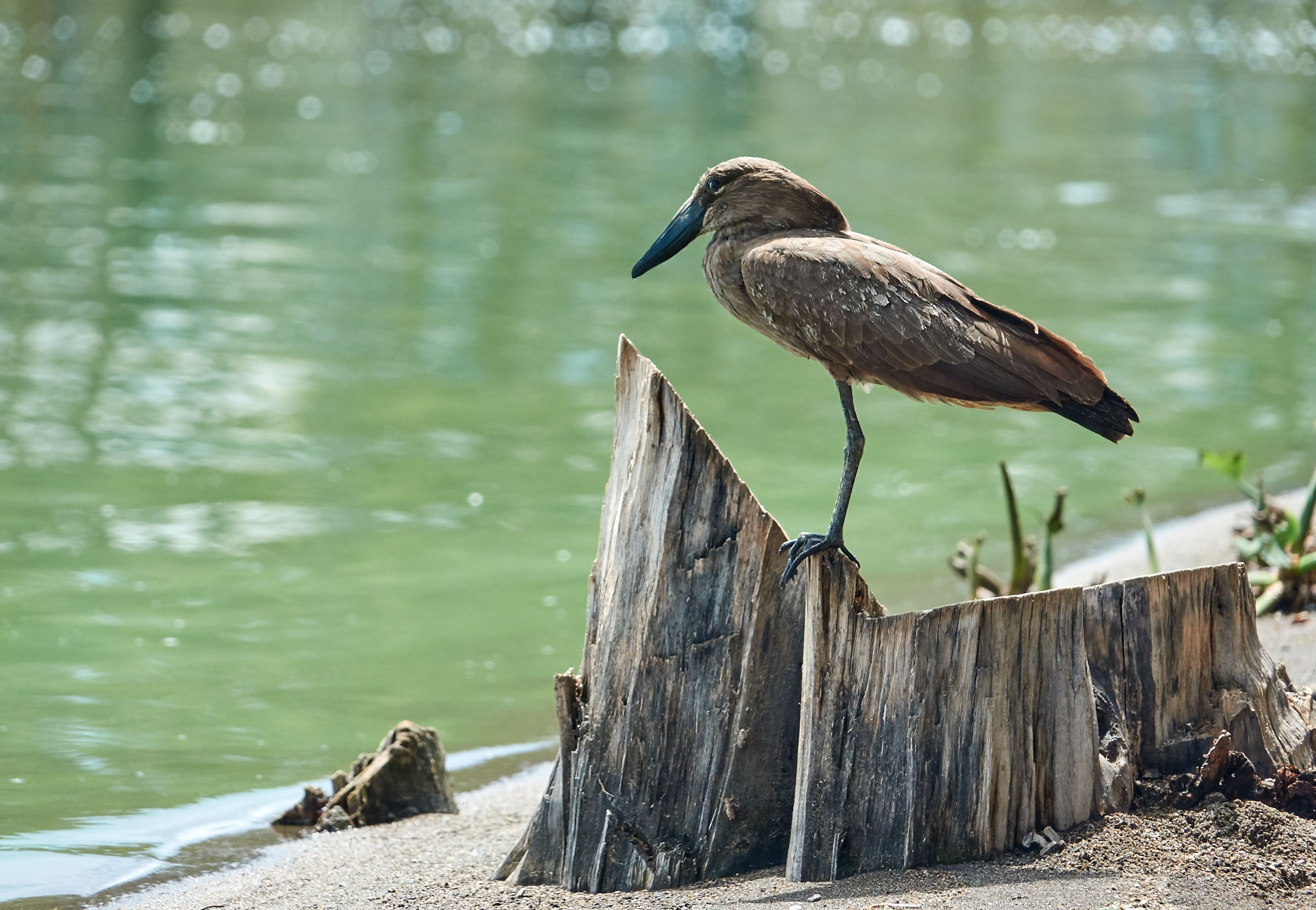 Eye shadow on the Naivasha lake