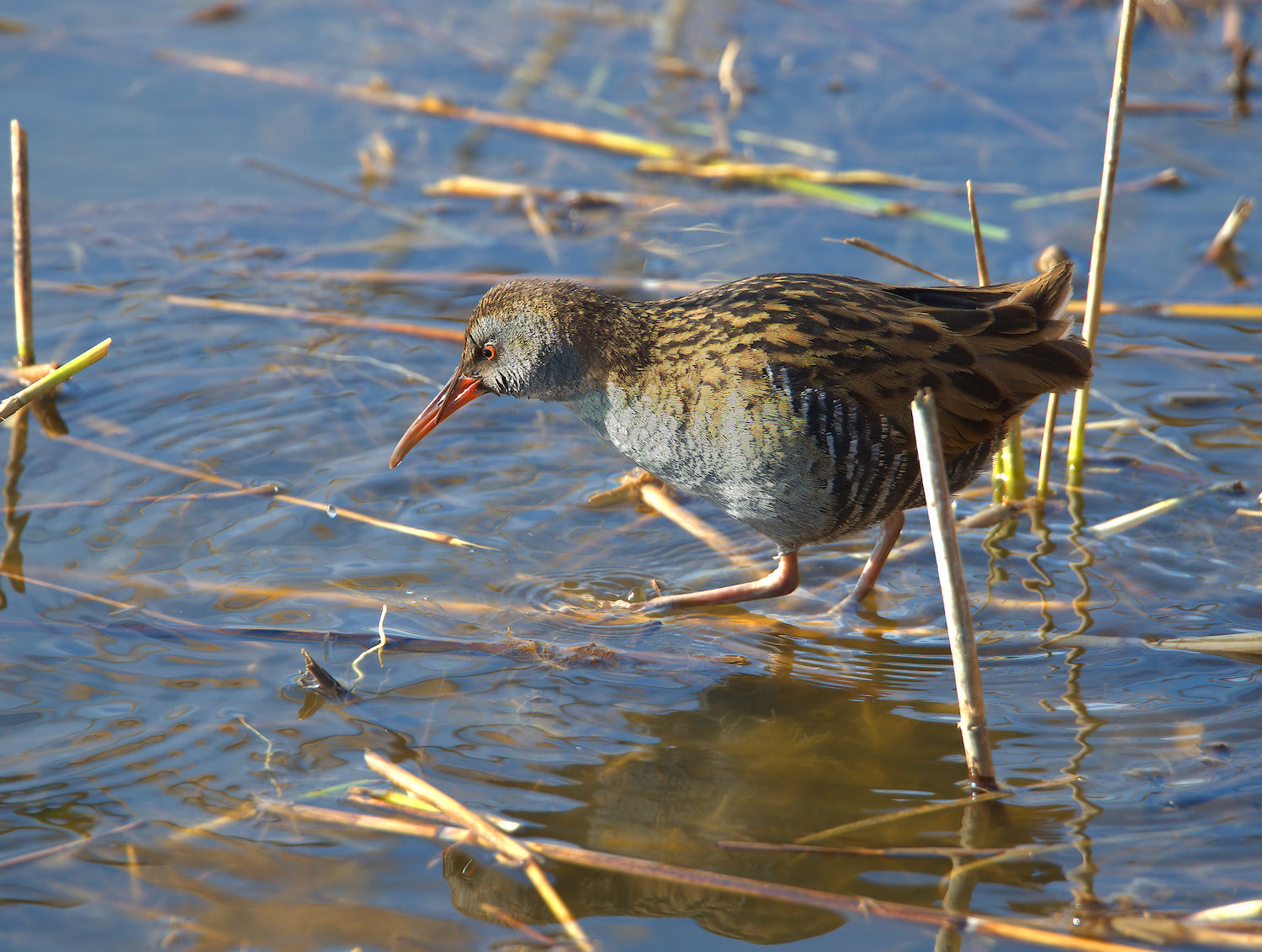 Water Rail