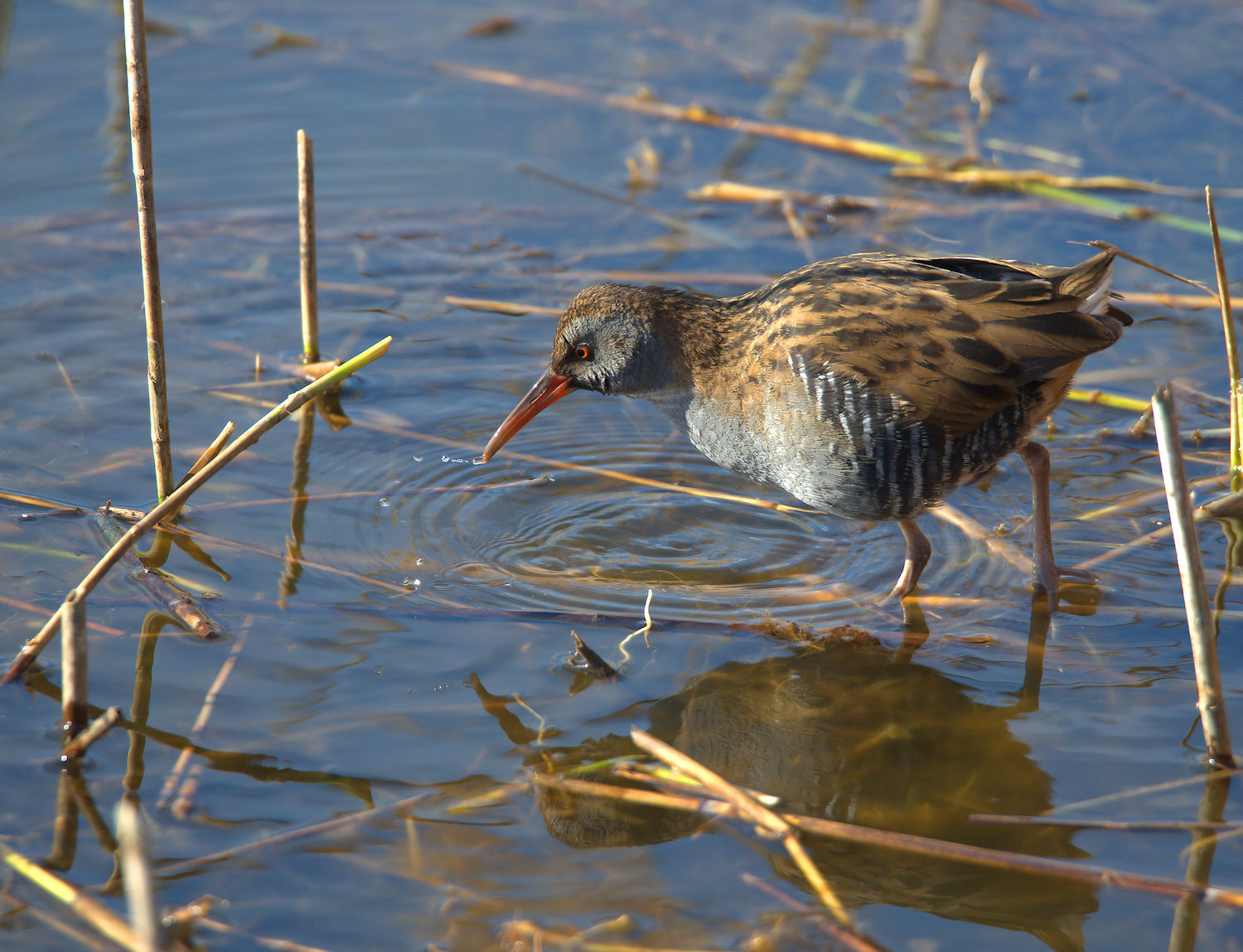 Water Rail