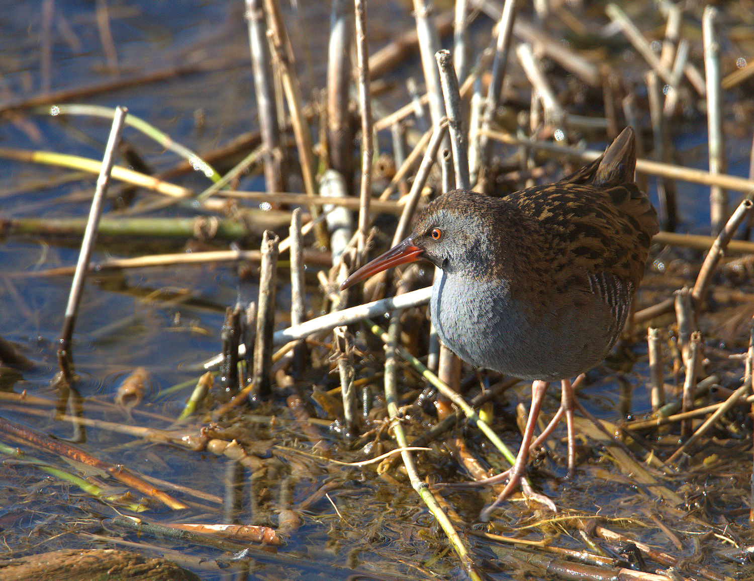 Water Rail