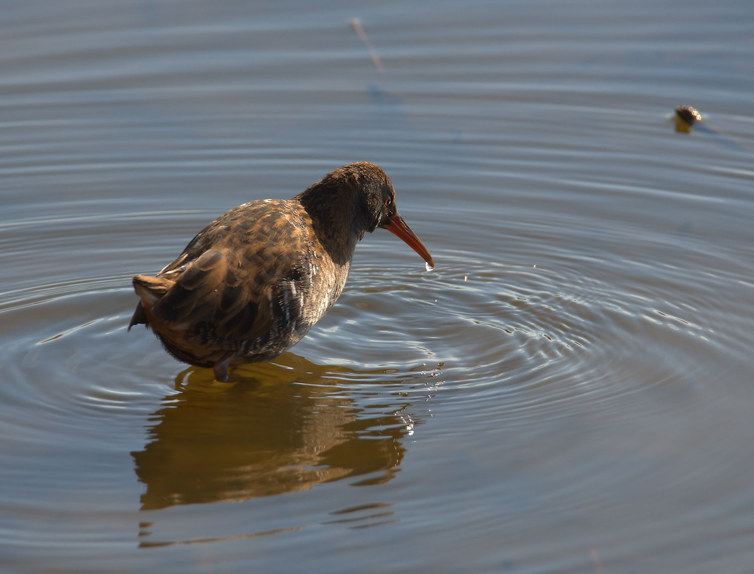 Water Rail