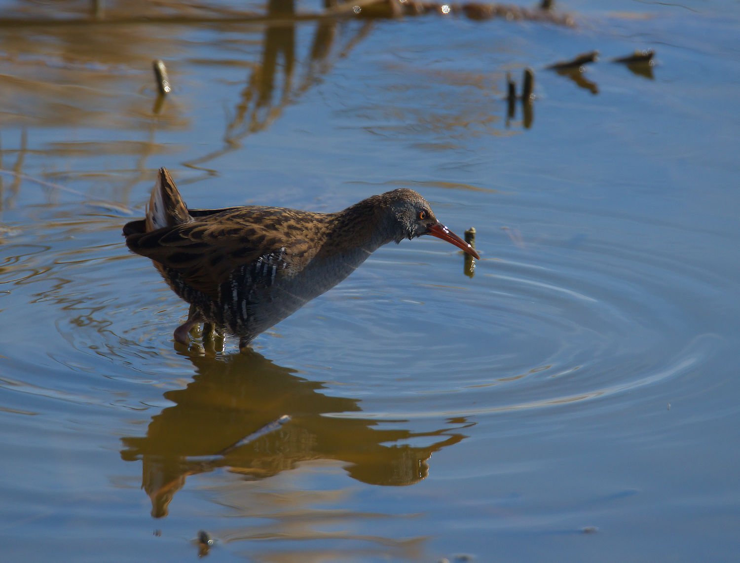 Water Rail