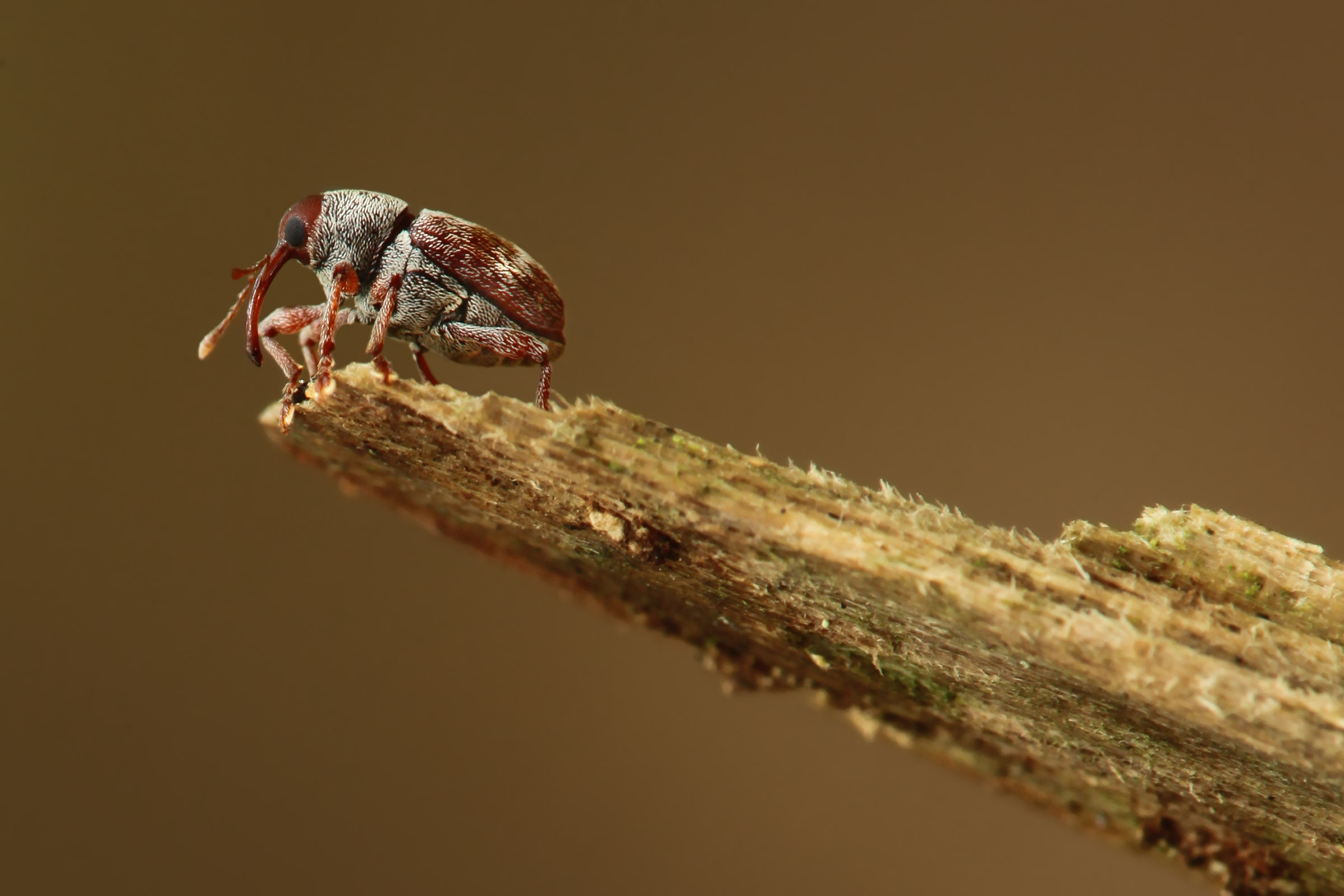 Coleoptera, Curiculio Rubidus.