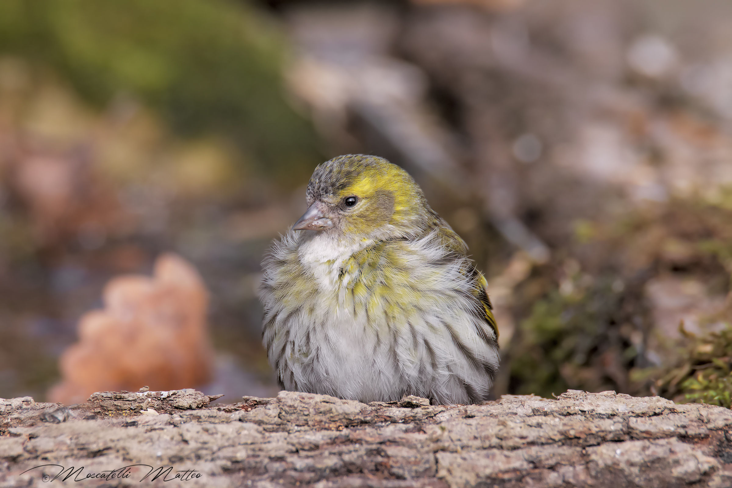 Siskin