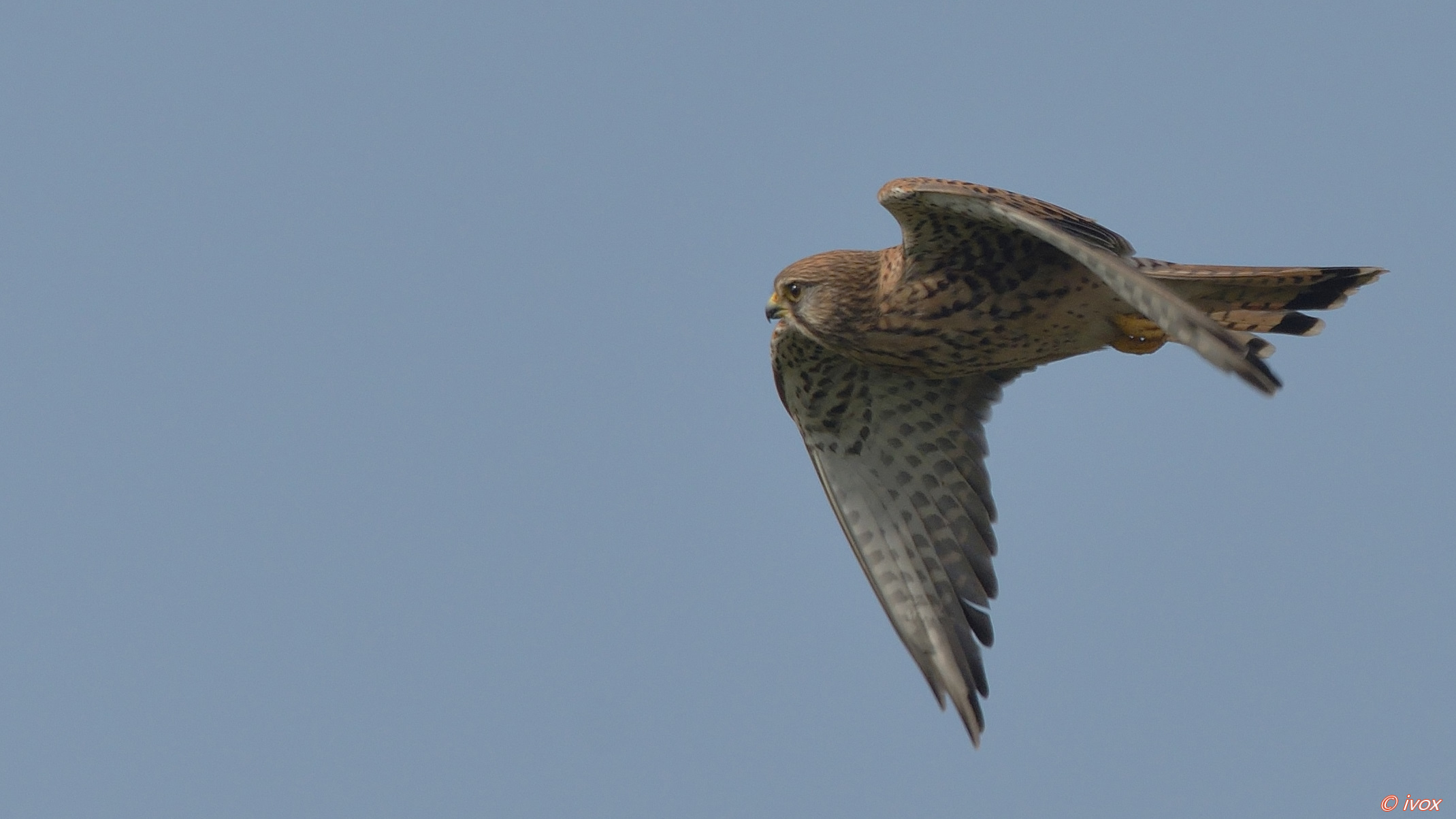 kestrel