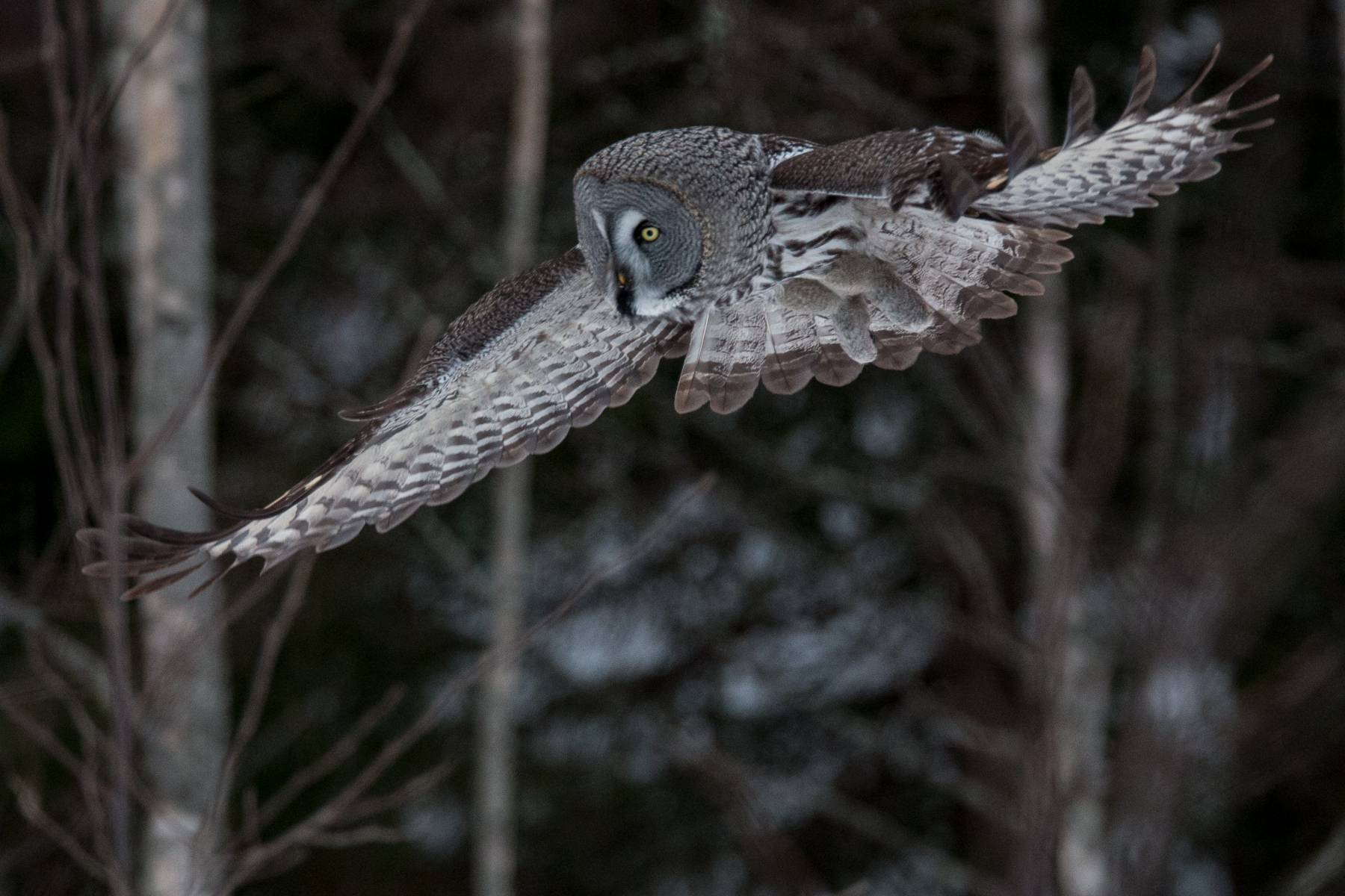Great gray owl