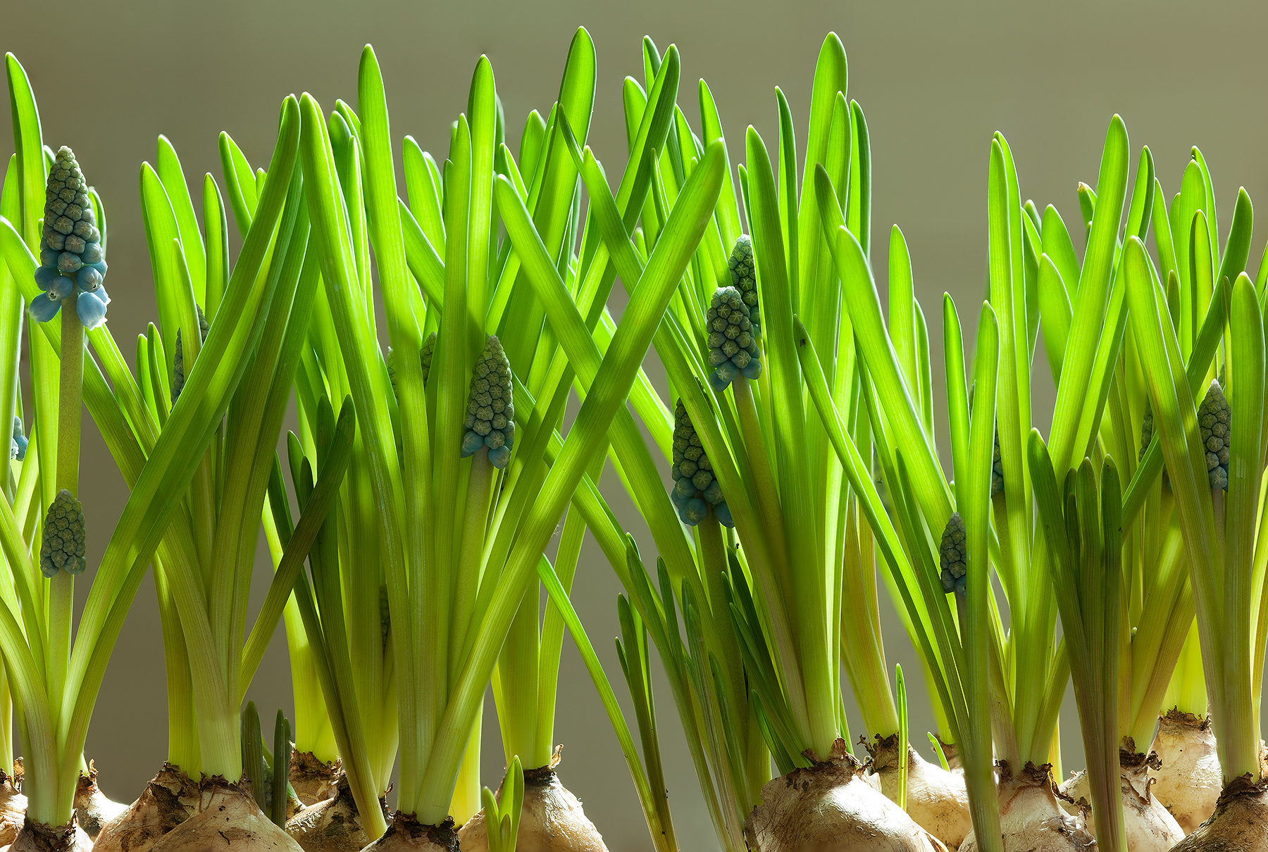 Muscari stacking