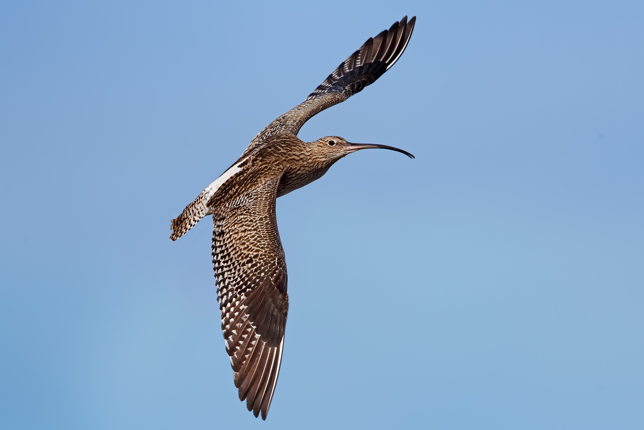 Curlew