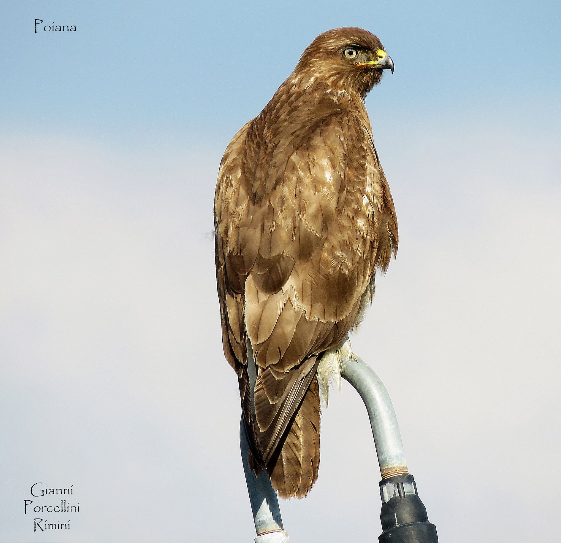 Poiana - Valli di Comacchio - 14.02.2018