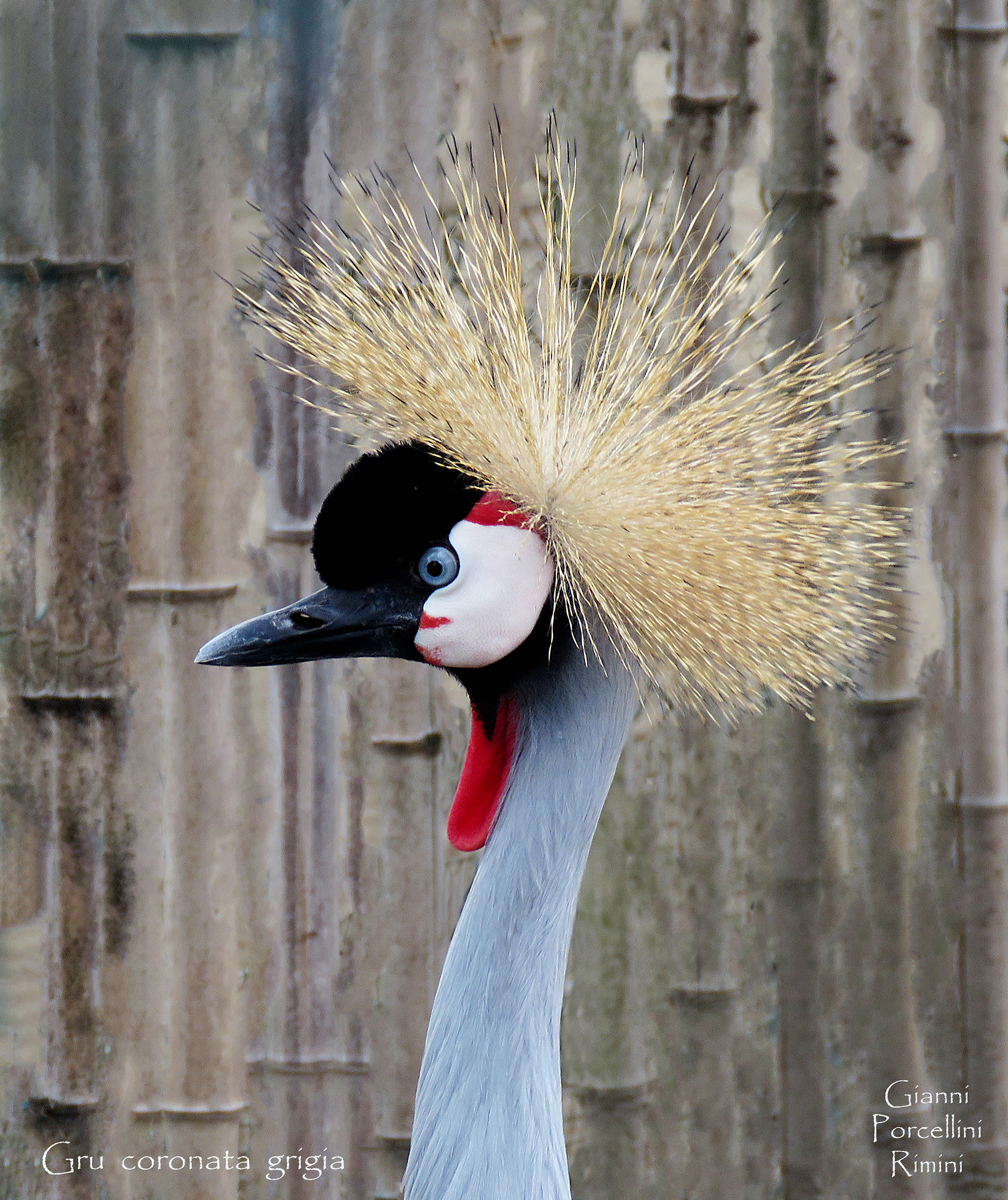 Gray crowned crane at the Campaza - 02.02.2018