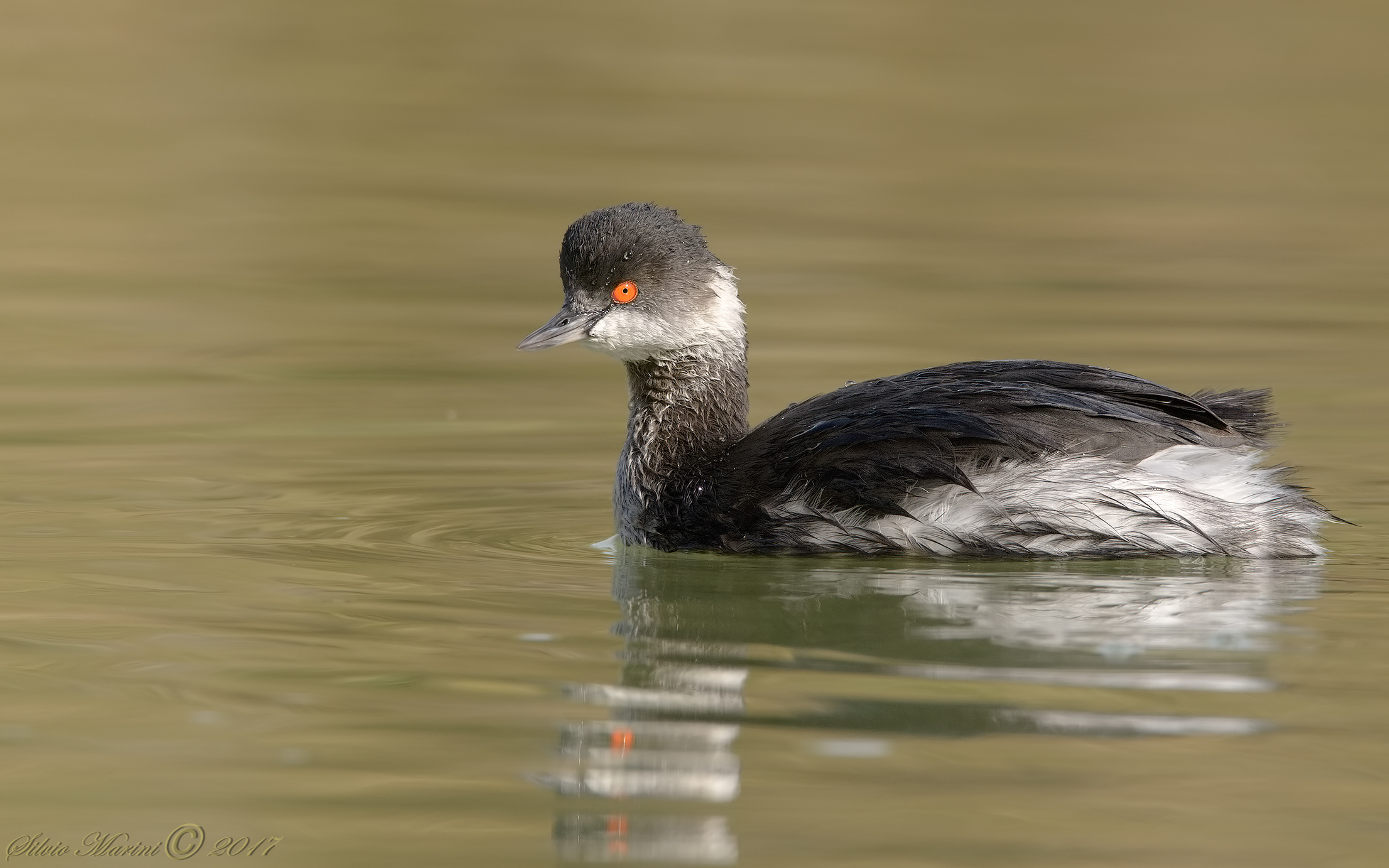 Svasso piccolo ( Podiceps nigricollis)