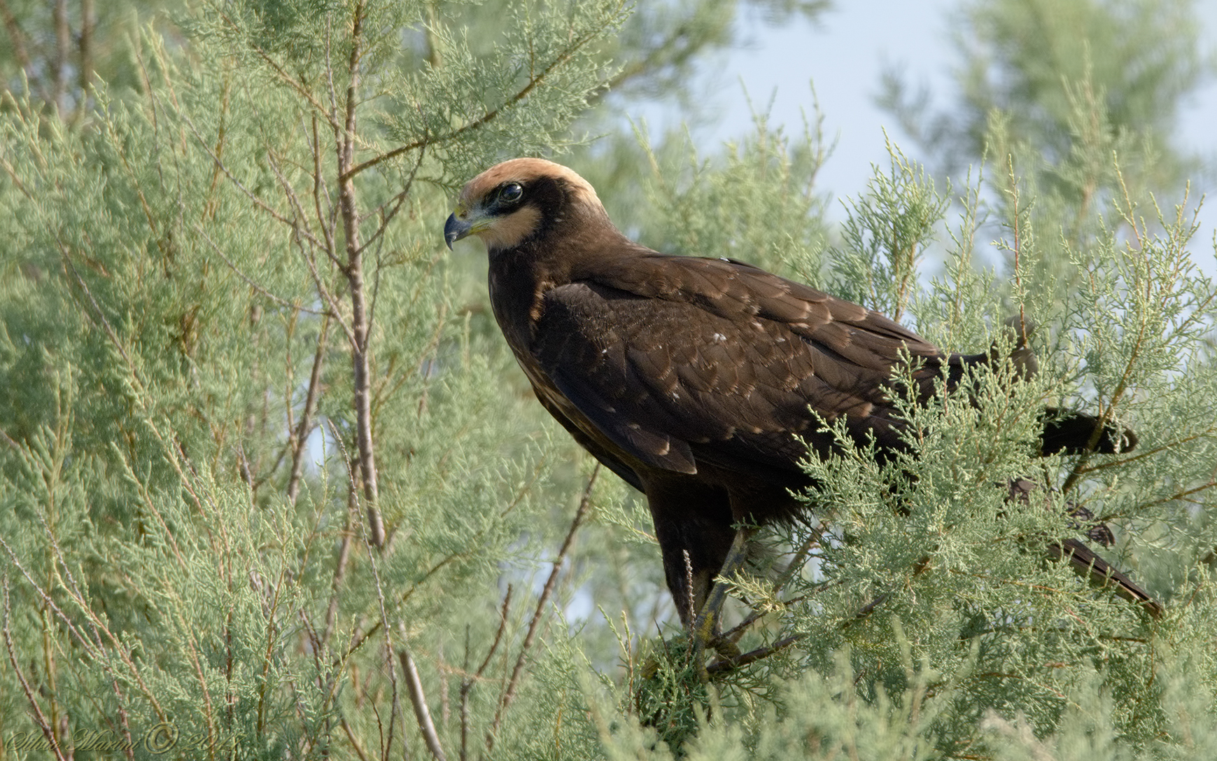 Falco di palude (Circus aeruginosus)