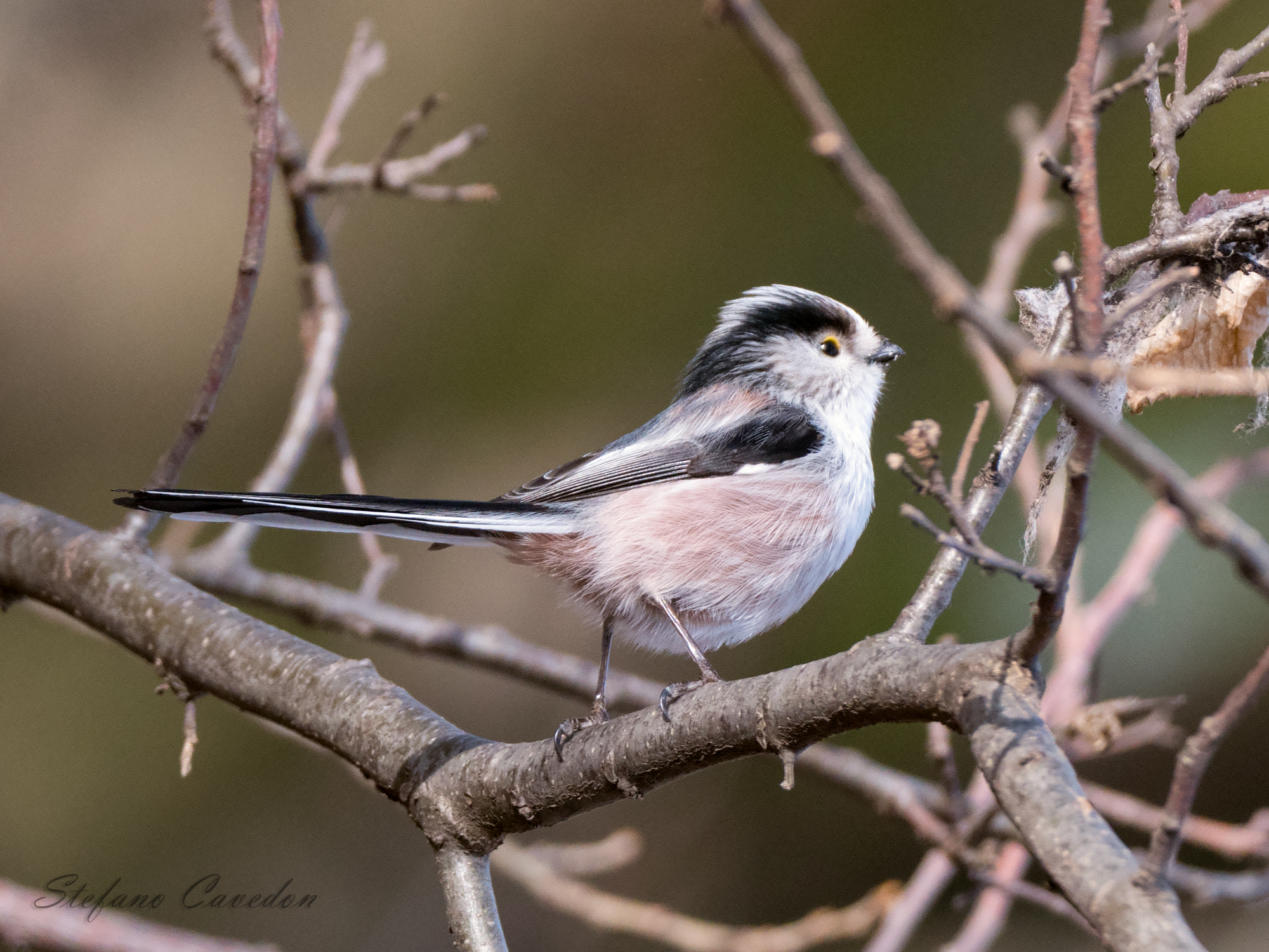 Long-tailed Tit