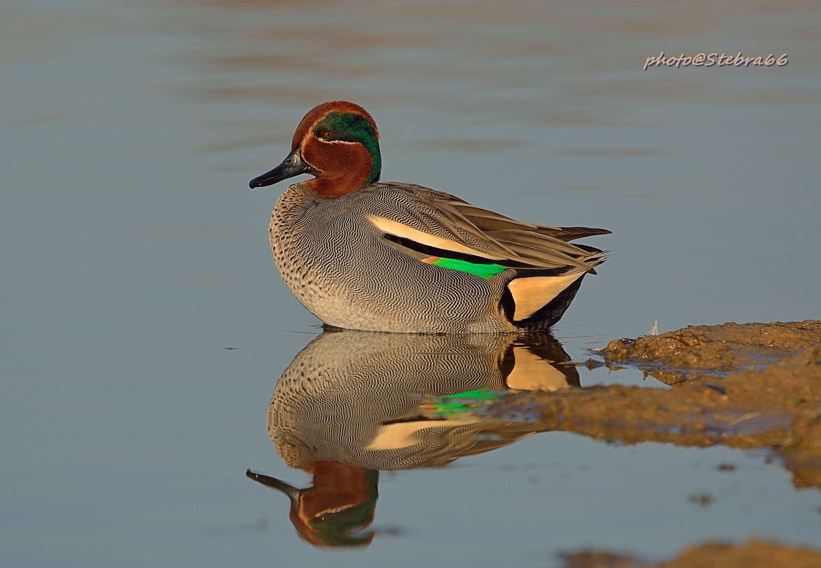 I colori dell'Alzavola