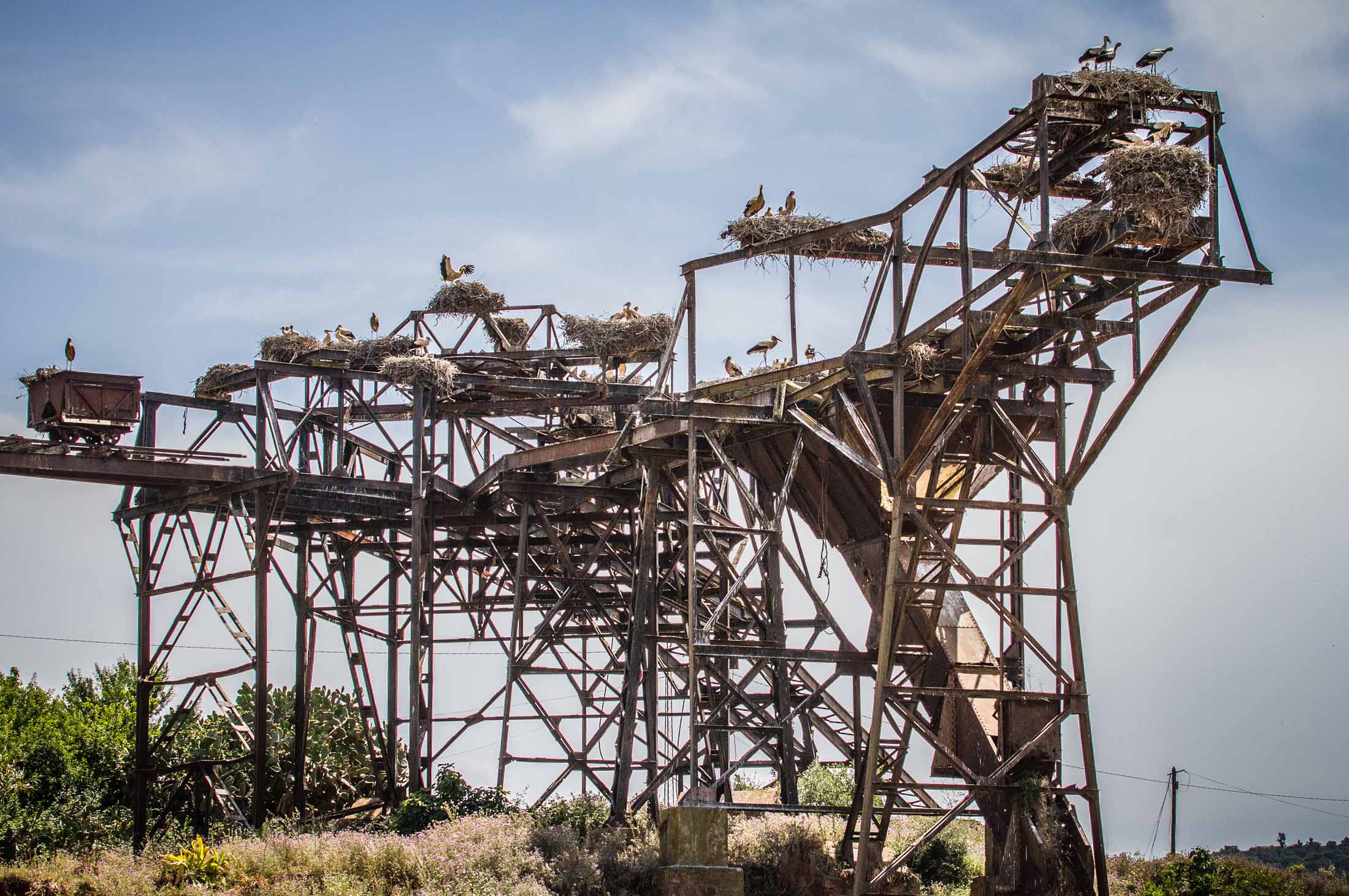 Cicogne a Sejenane 3