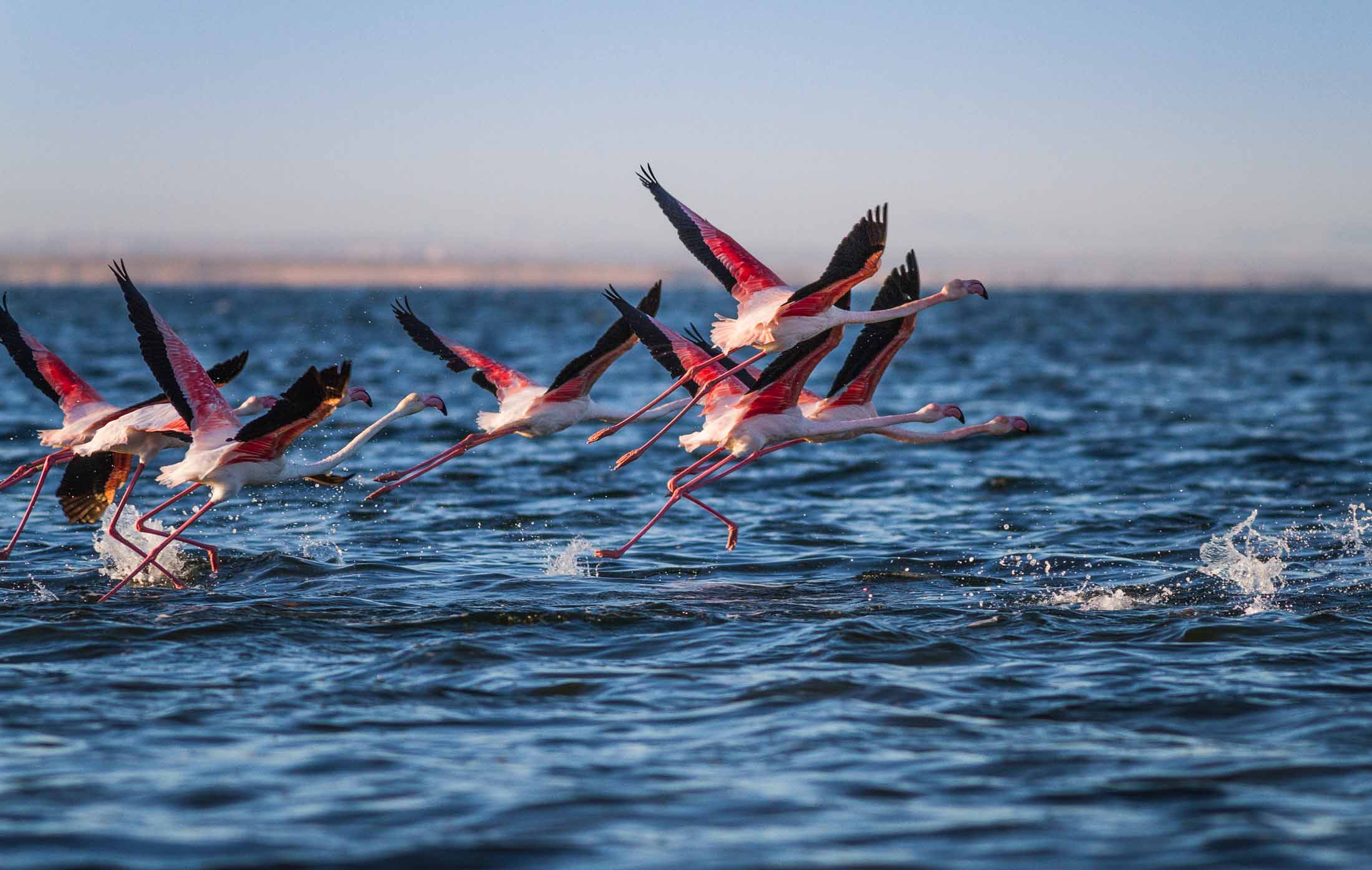Fenicotteri all'isola di Djerba