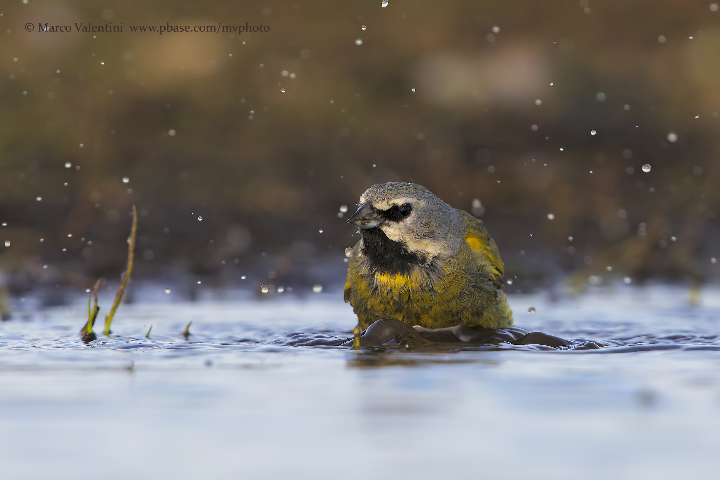Alicanarian chaffinch
