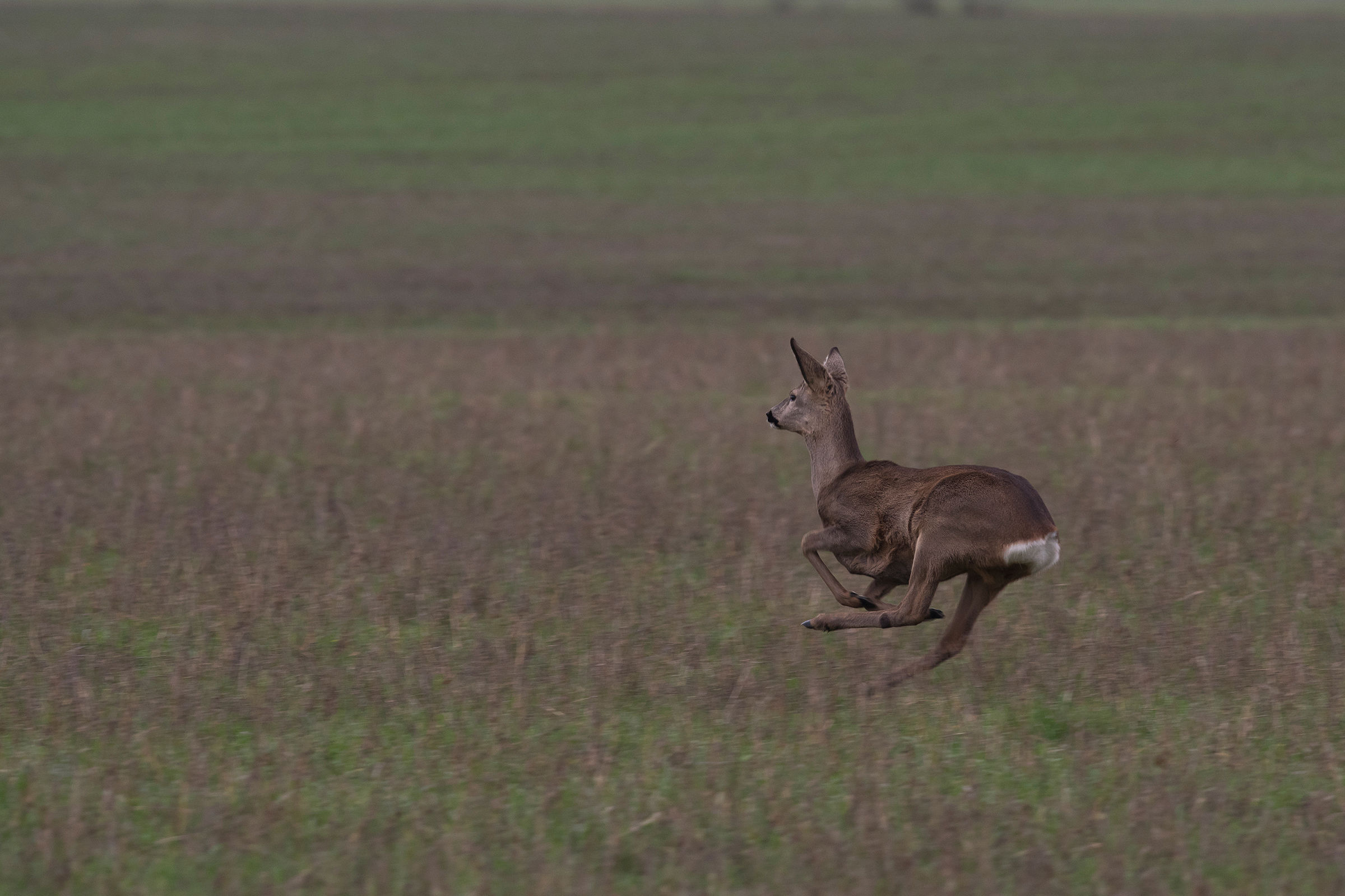 Roe deer running