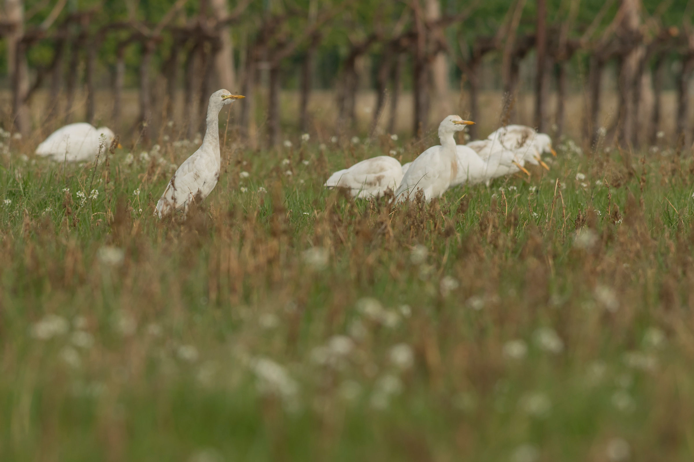 Cattle egret Franciacorta docg