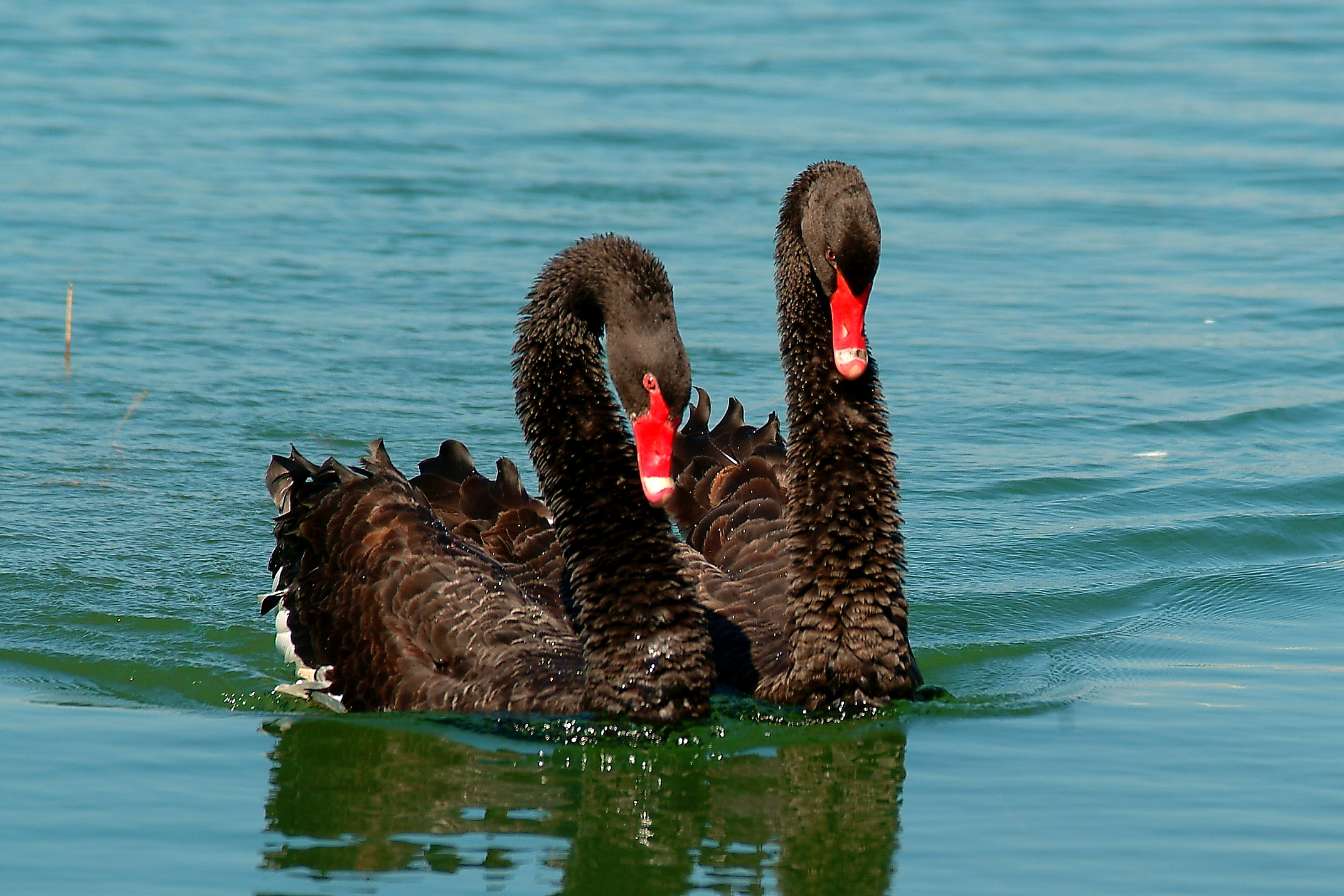 Dance of love of the black swan