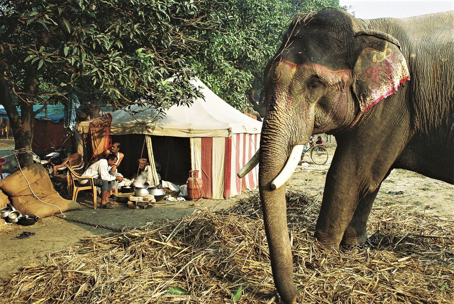 L'elefante e la tenda
