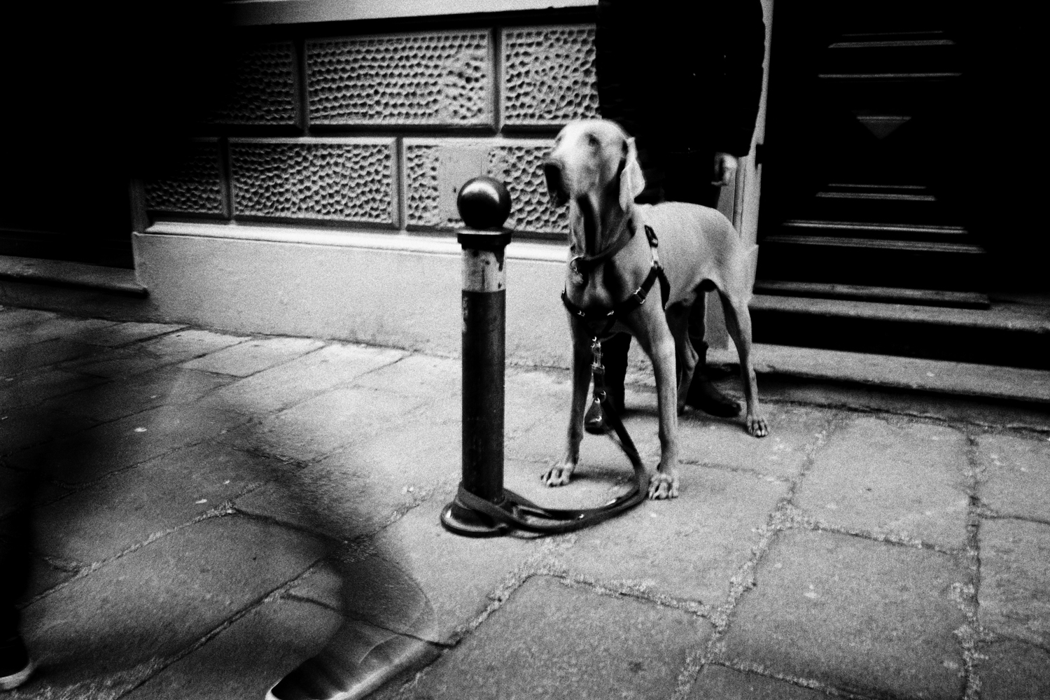 - L'ombra del padrone -