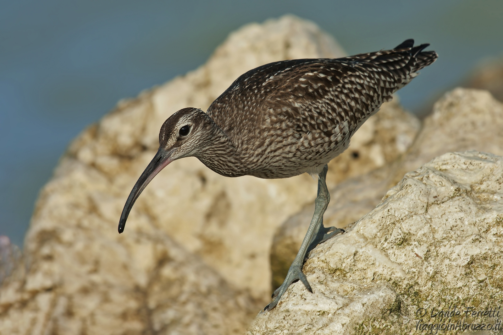 Chiurlo piccolo (Whimbrel)