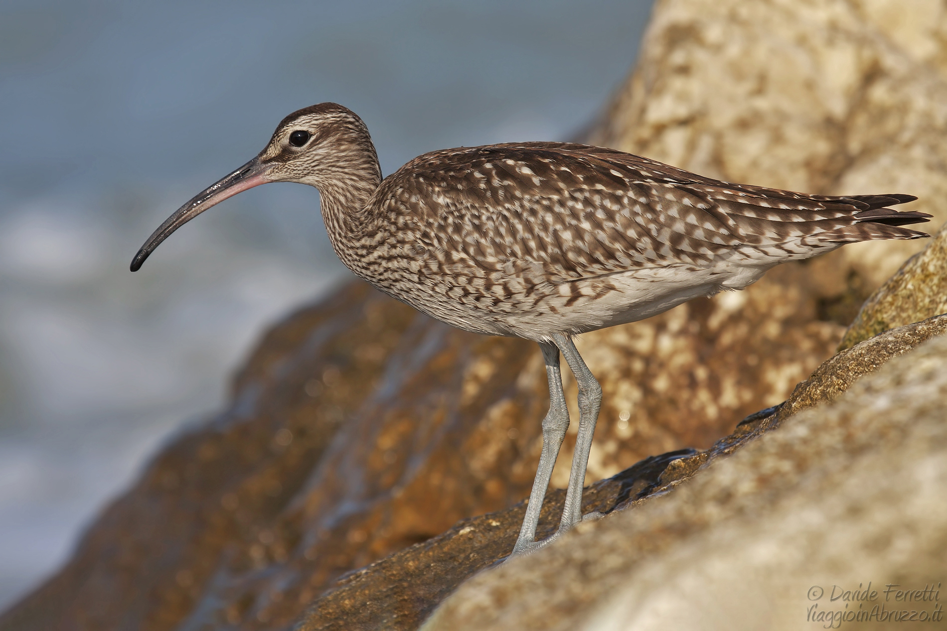 Chiurlo piccolo (Whimbrel)