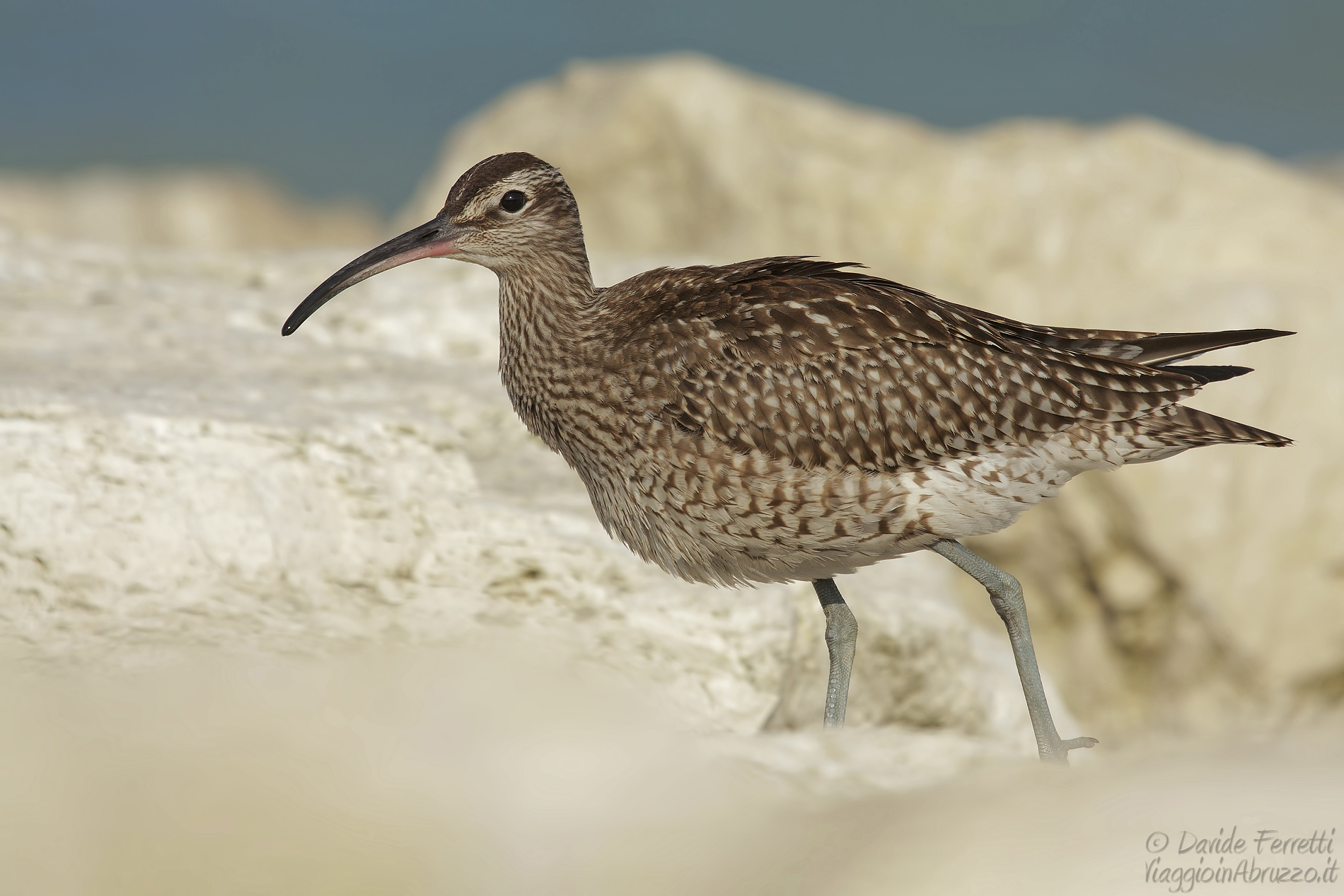 Chiurlo piccolo (Whimbrel)