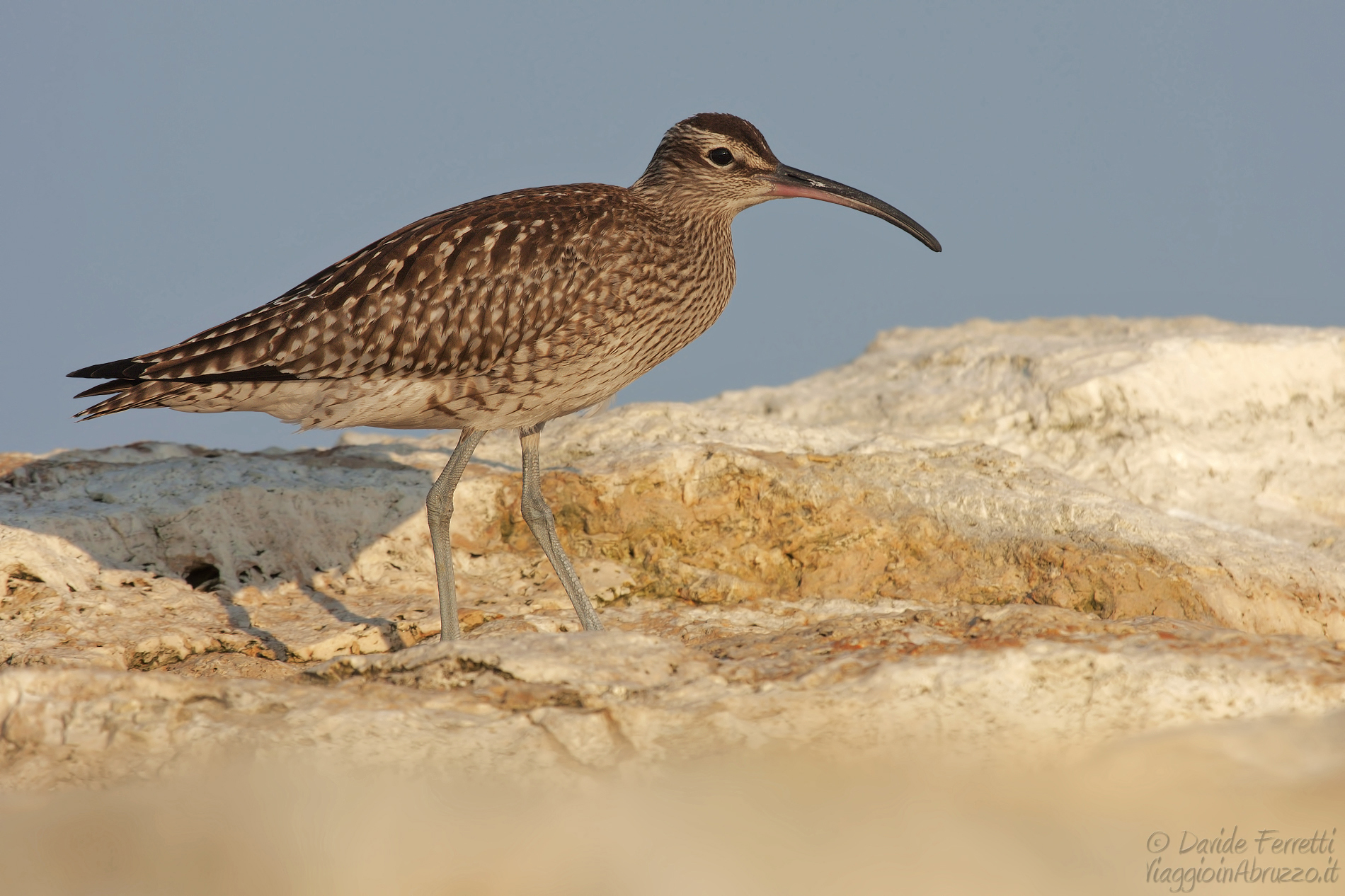 Chiurlo piccolo (Whimbrel)