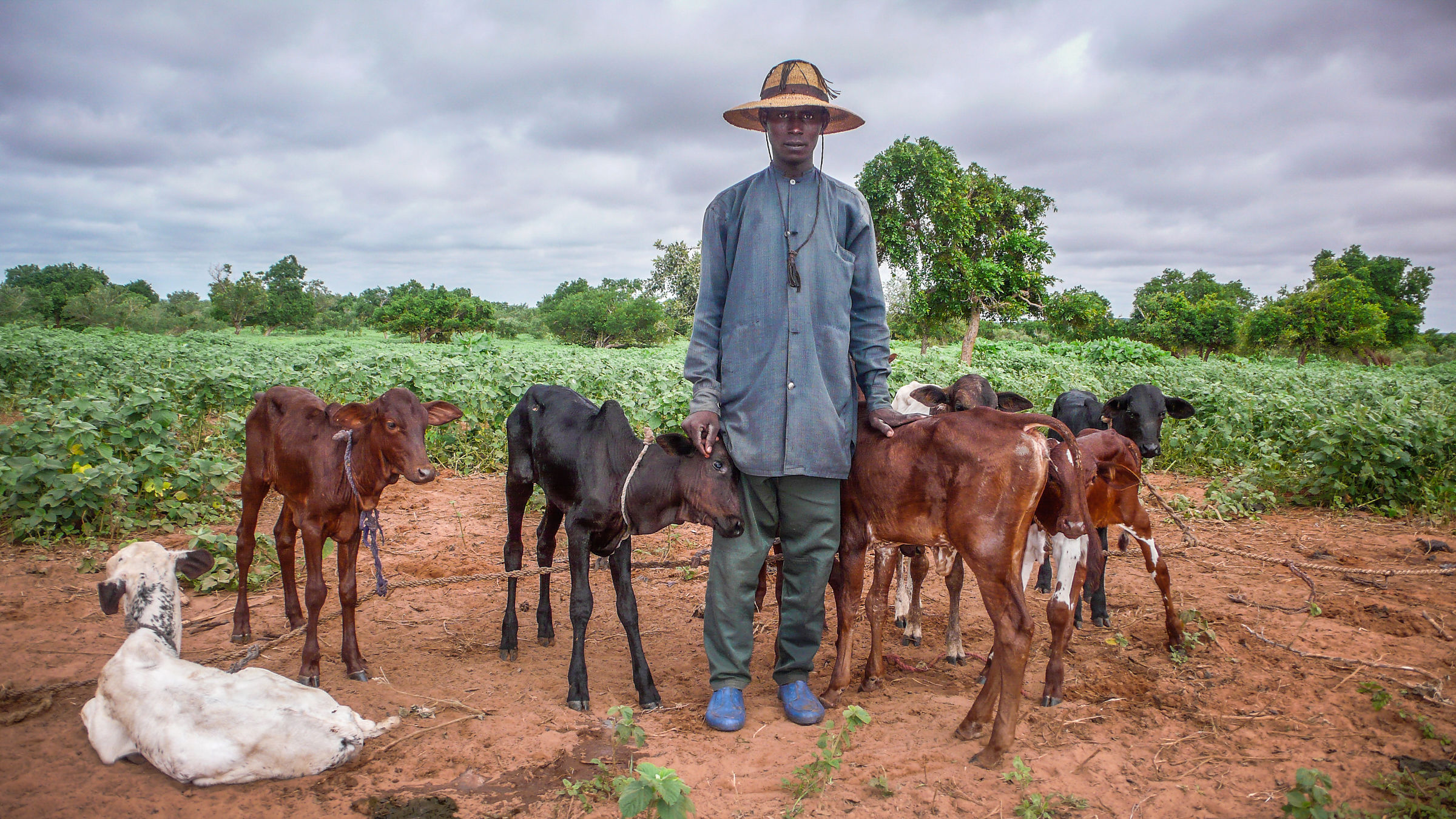 Young Peuhl shepherd with calves