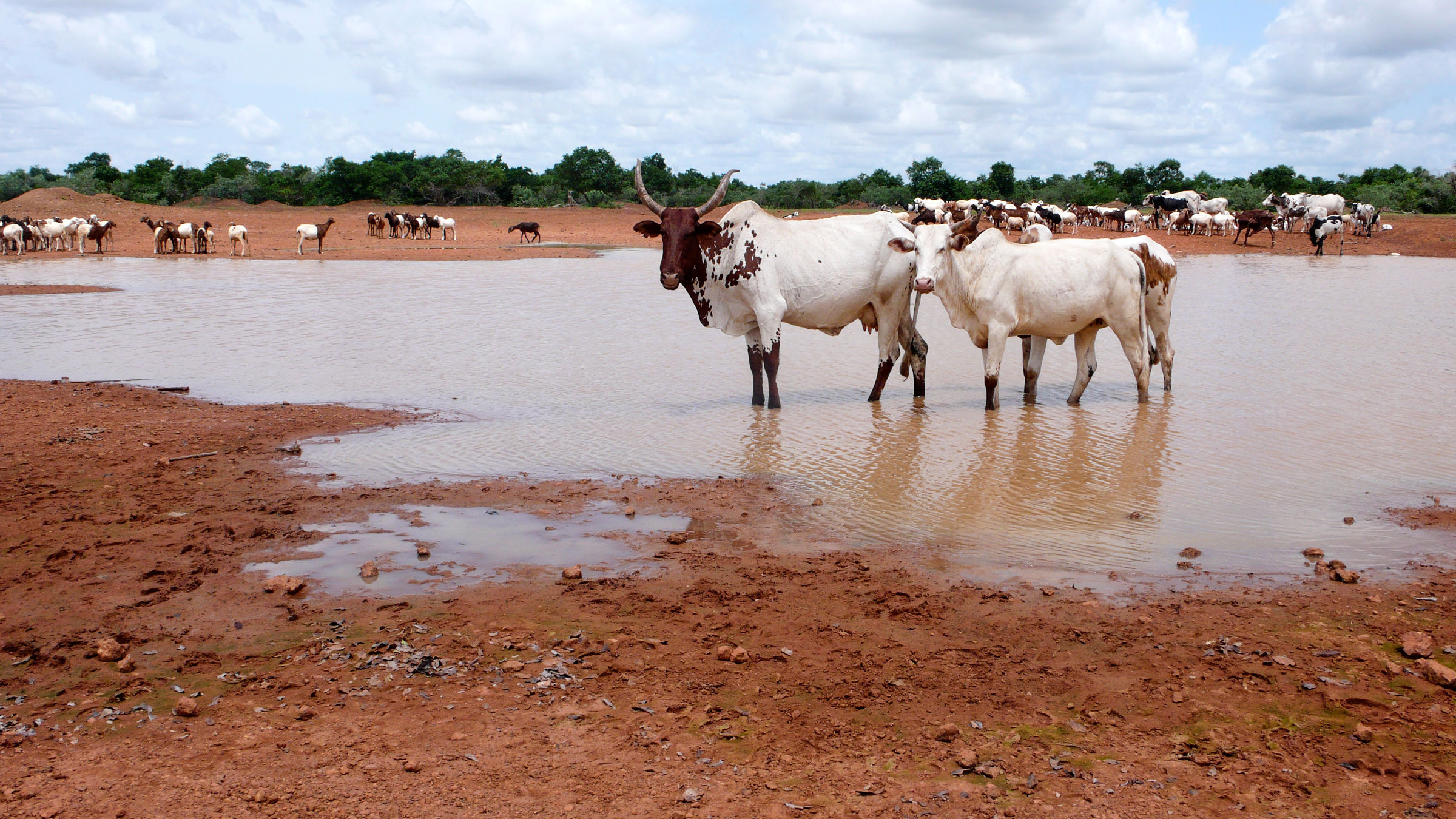 Herd at watering