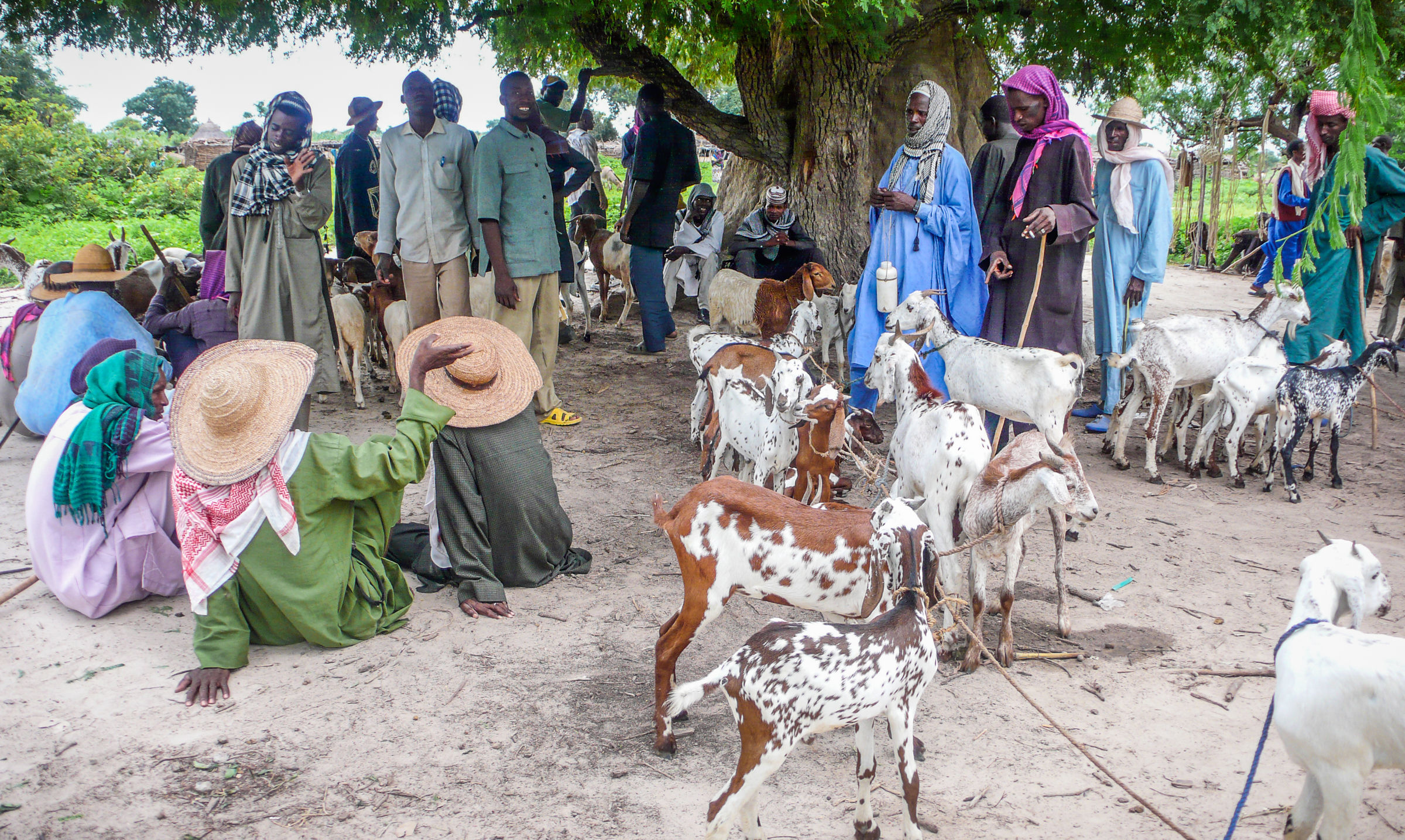 Small cattle market
