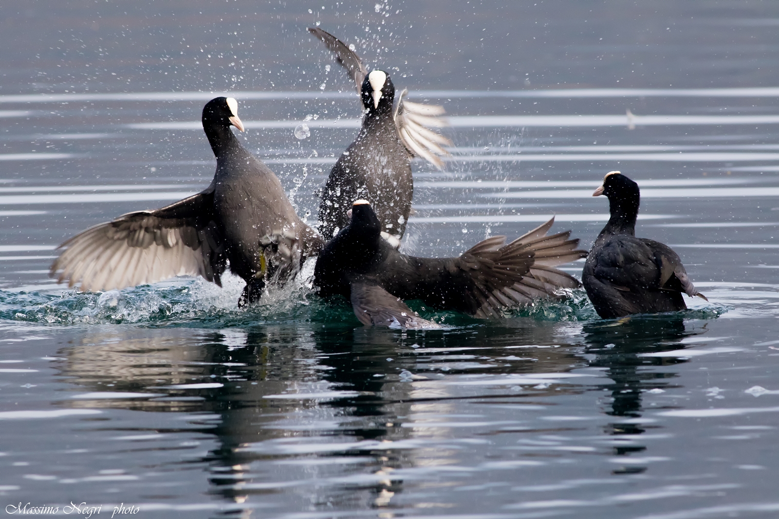litigious coots