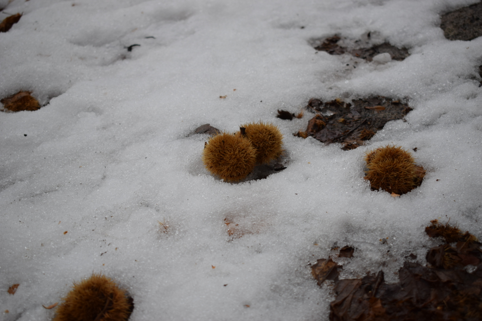 Chestnuts in the snow