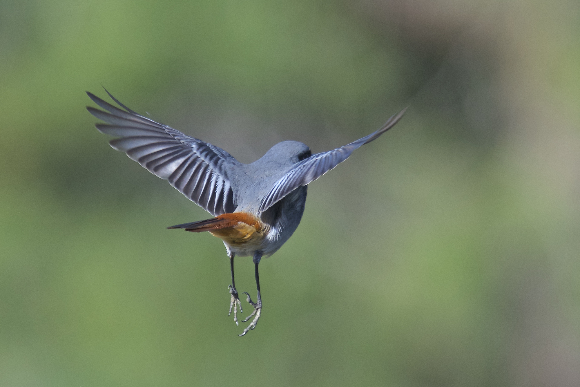 Codirosso spazzacamino