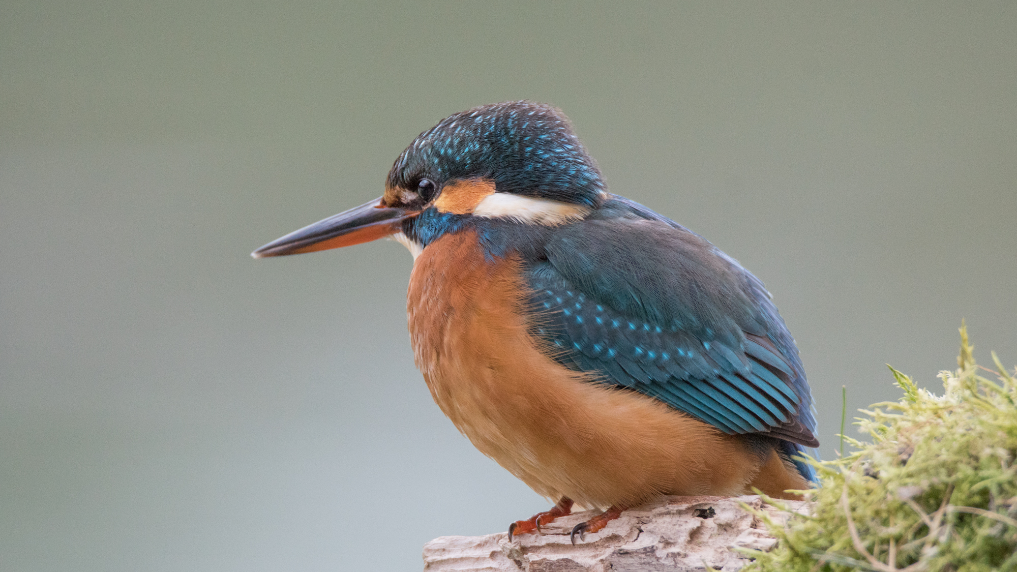 Kingfisher