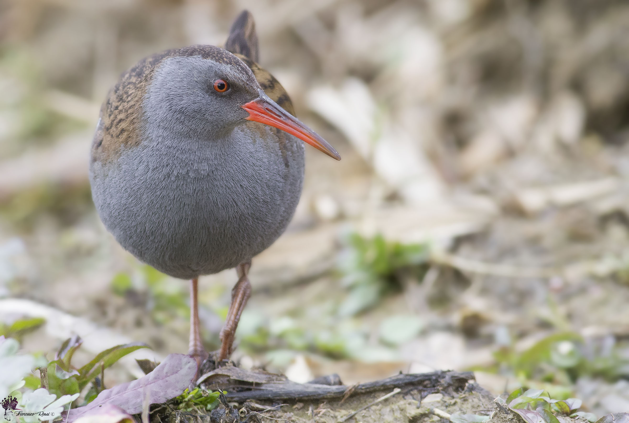 Water Rail