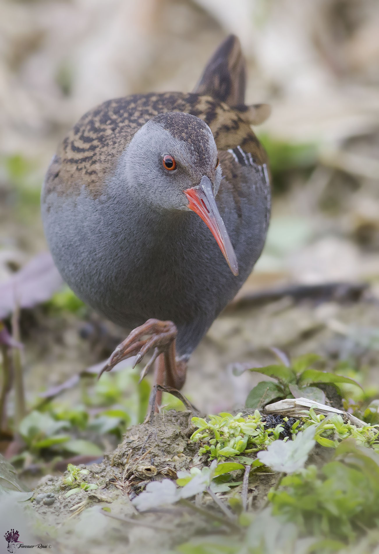 Water Rail