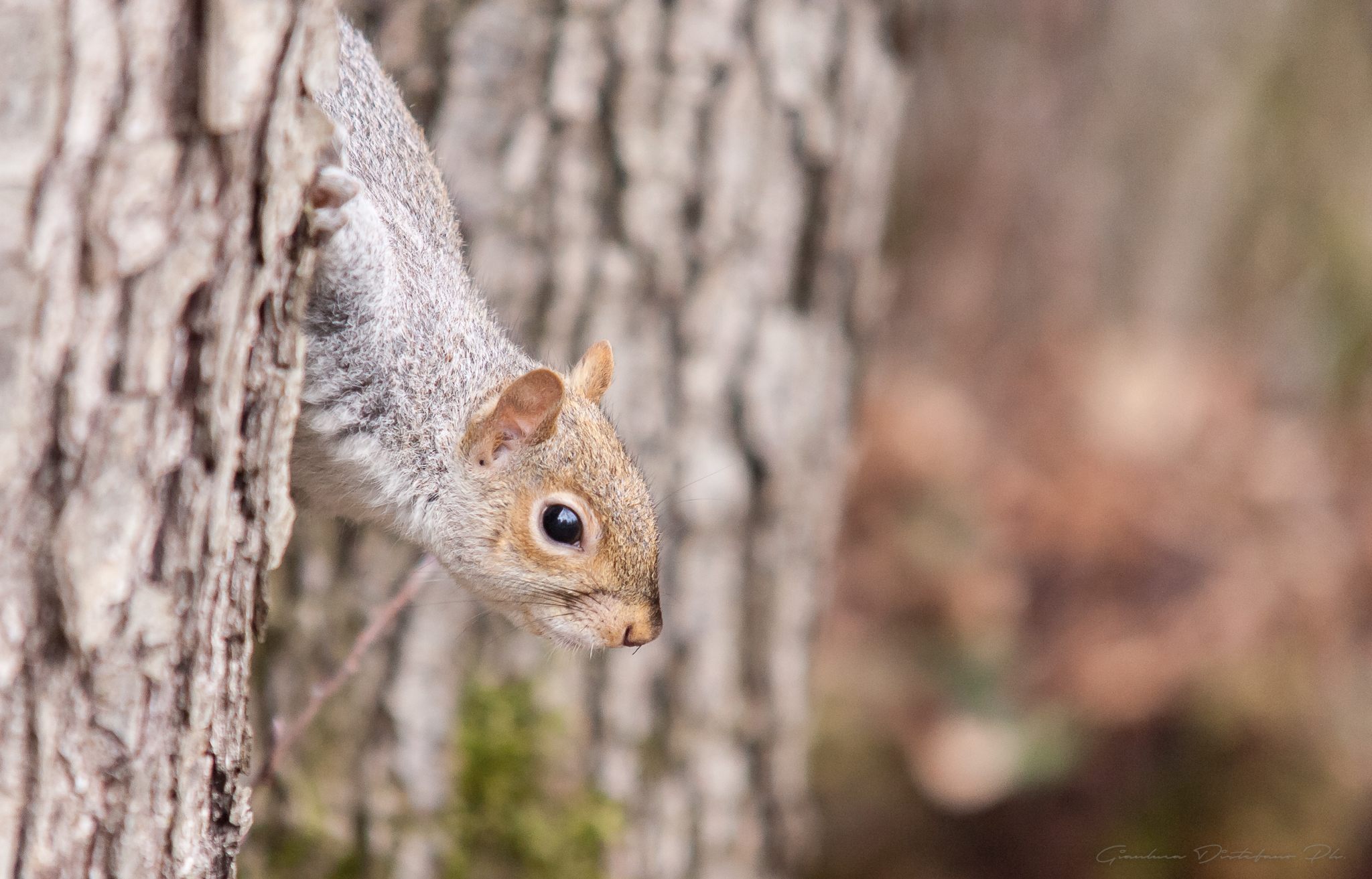 Giochiamo a nascondino??