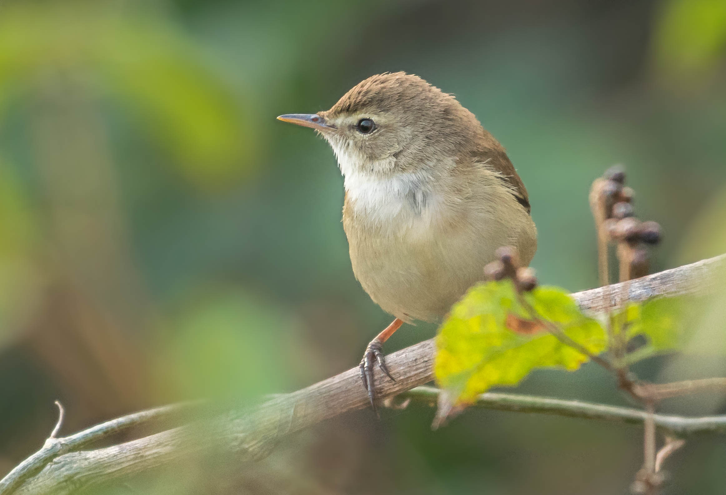 Booted Warbler
